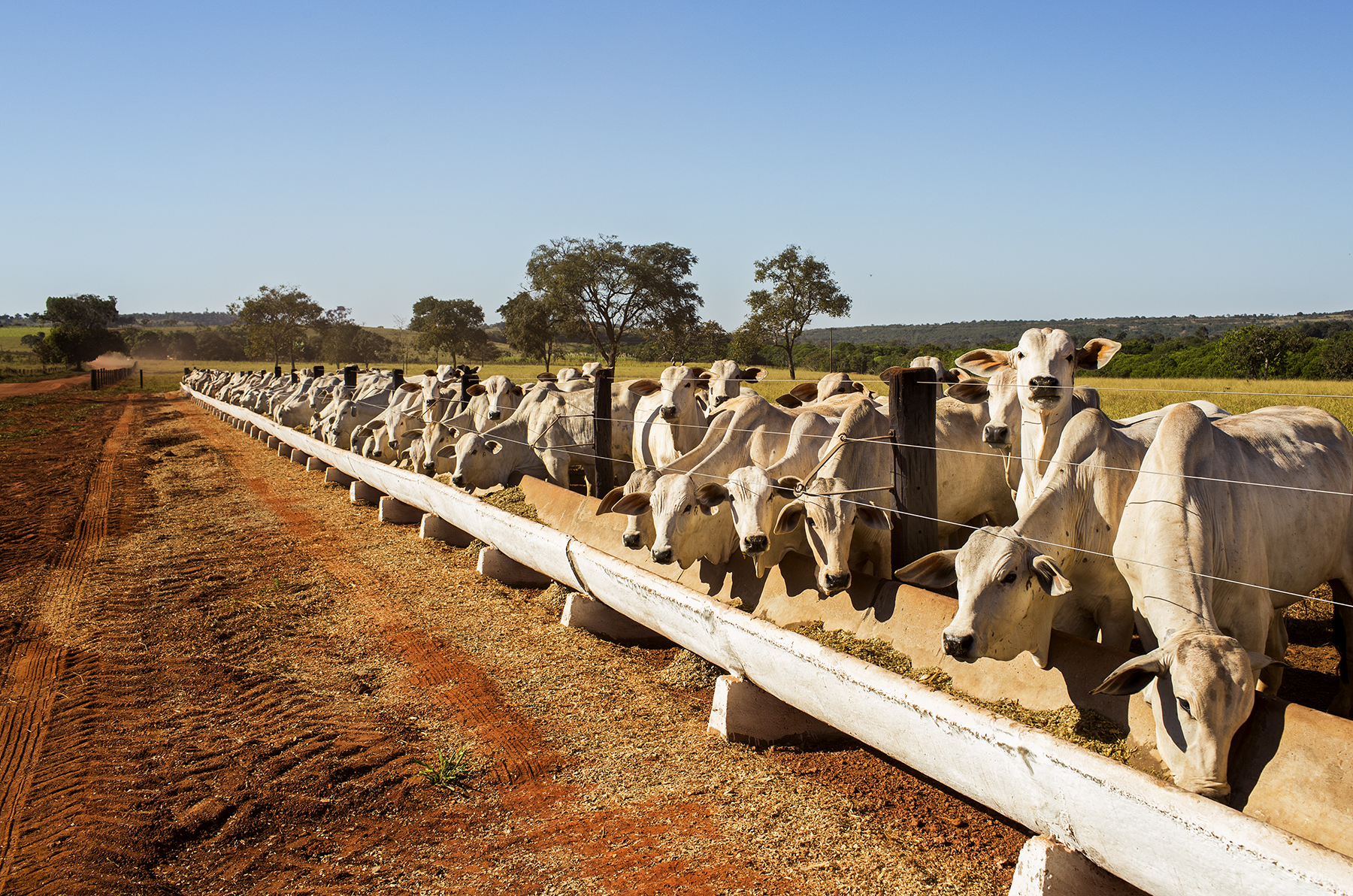 BRAZIL_MATO_GROSSO_FARM_7_28_2015_0020.jpg