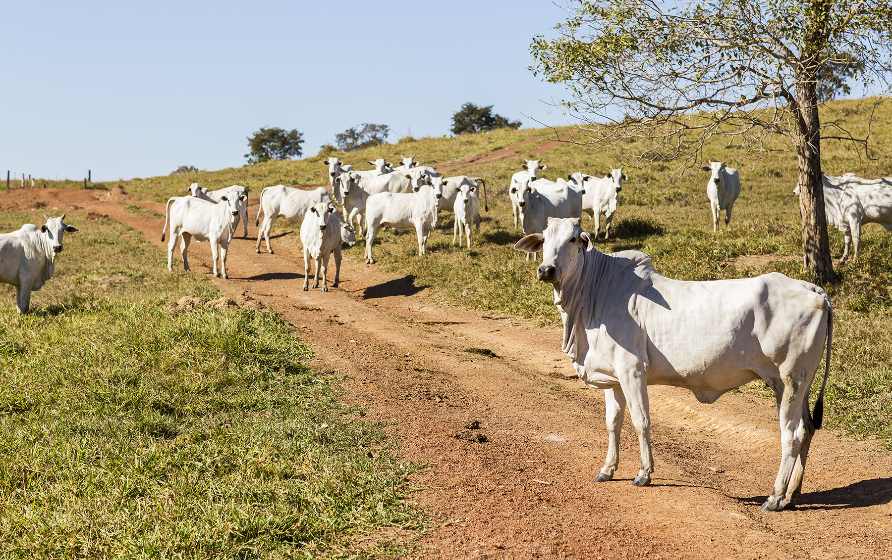 BRAZIL_MATO_GROSSO_FARM_7_28_2015_0051.jpg