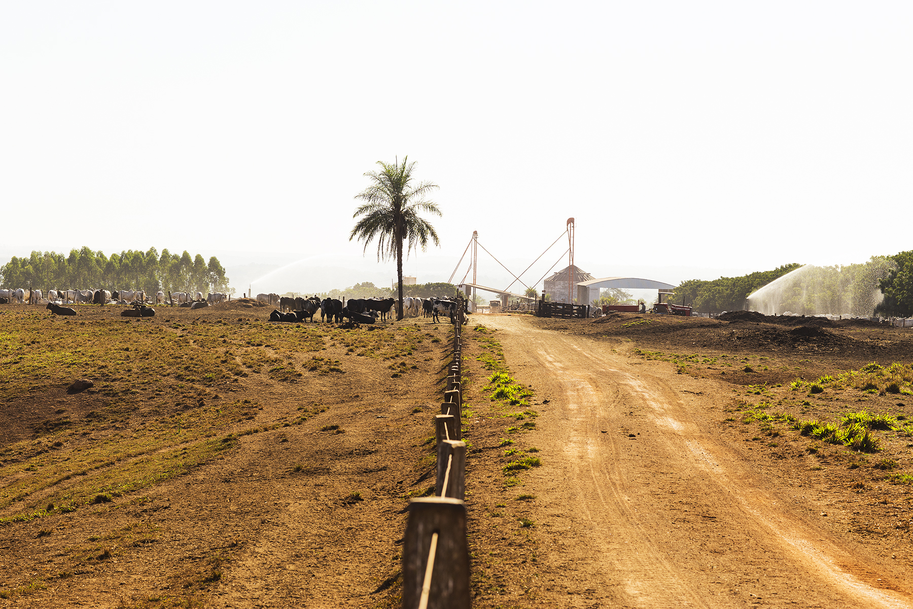 BRAZIL_MATO_GROSSO_FARM_7_28_2015_0287.jpg