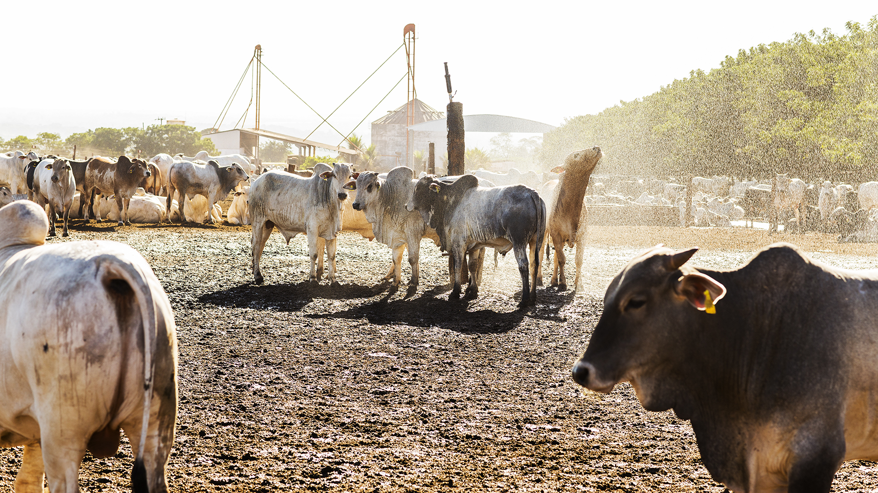 BRAZIL_MATO_GROSSO_FARM_7_28_2015_0302.jpg