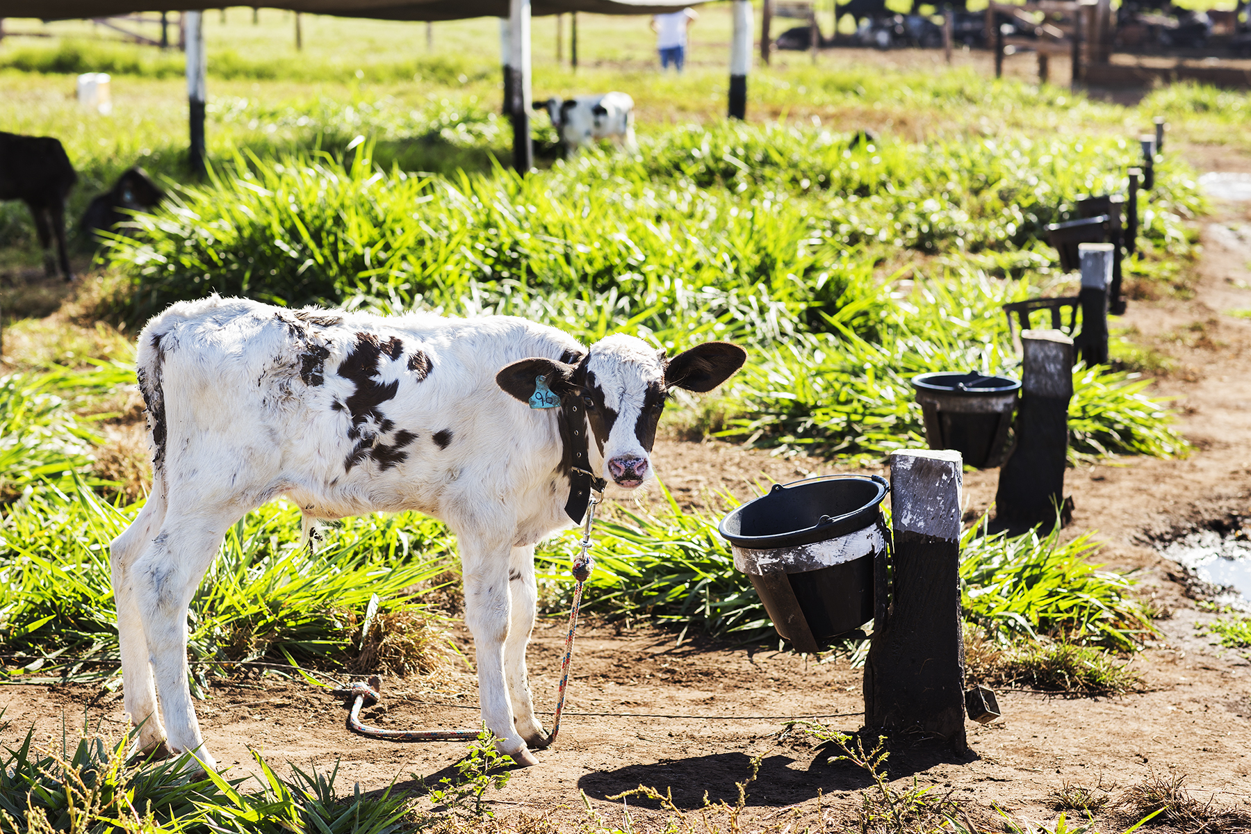 BRAZIL_MATO_GROSSO_FARM_7_28_2015_0412.jpg