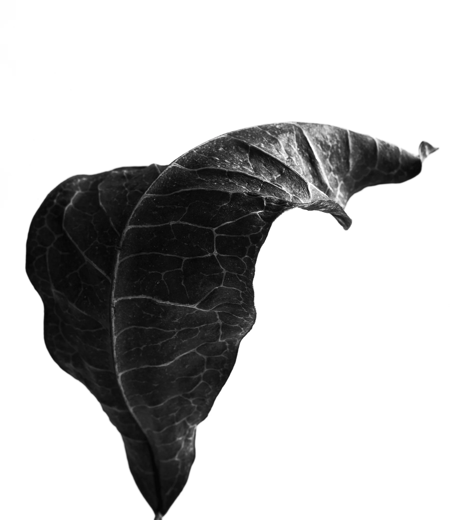 LEAVES_HOUSE_4_4_20184003.jpg