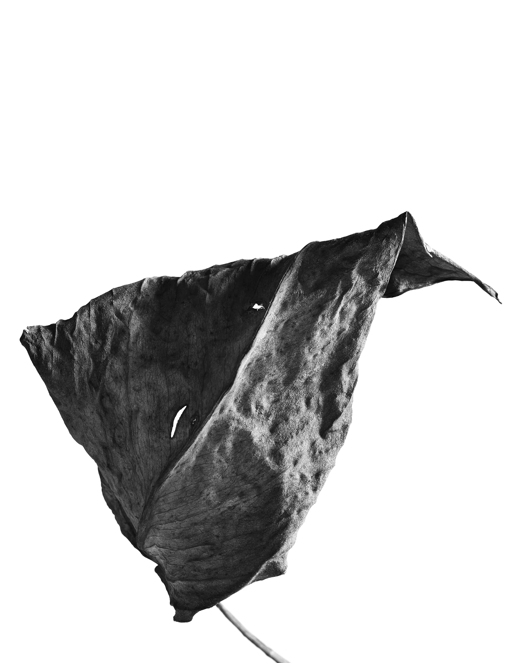 LEAVES_HOUSE_4_4_20184007 1.jpg