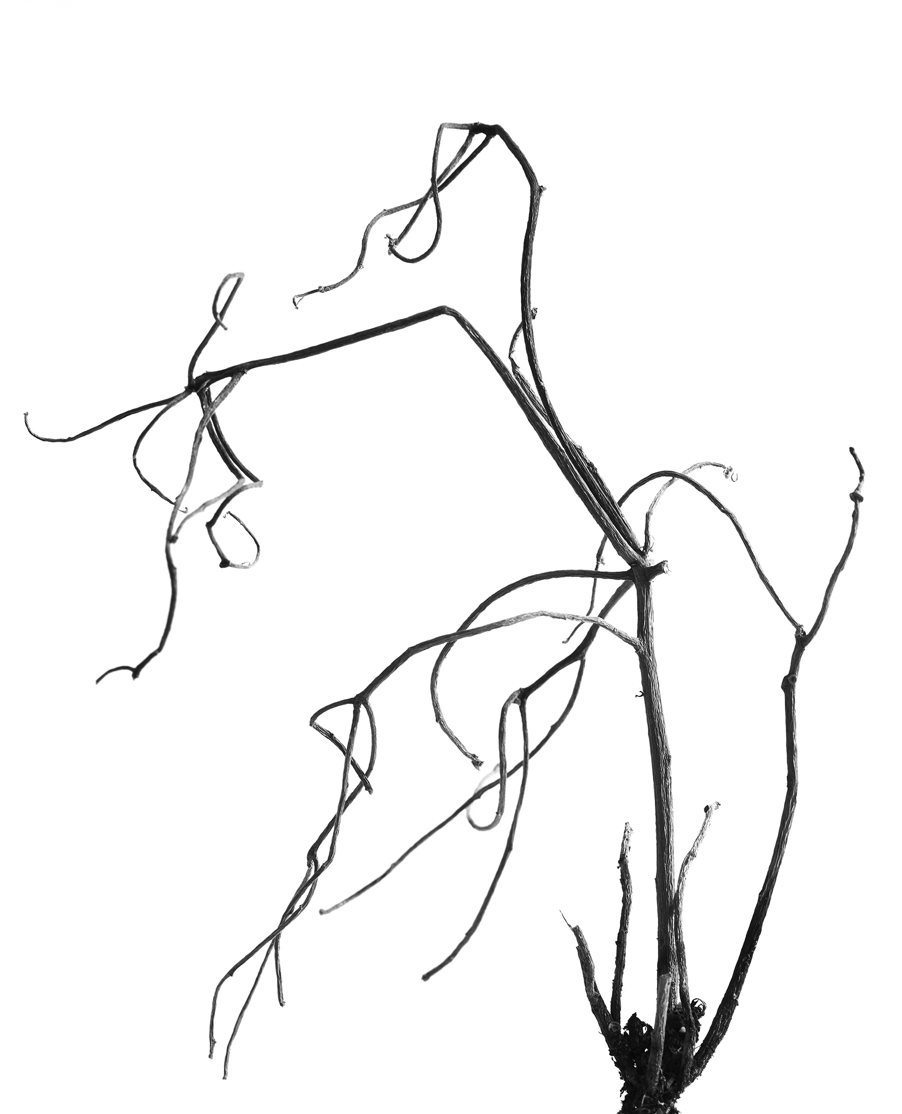 LEAVES_HOUSE_4_10_20184172.jpg