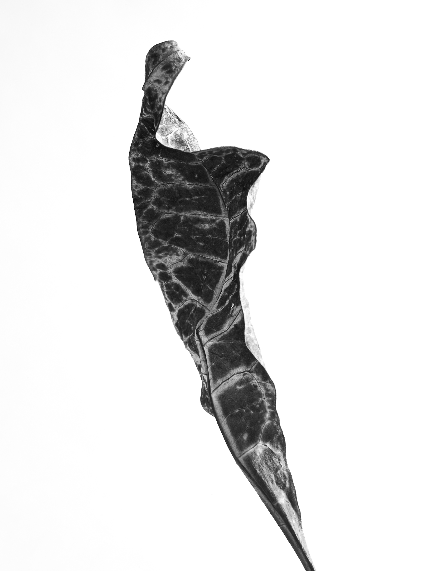 LEAVES_HOUSE_4_10_20184205.jpg