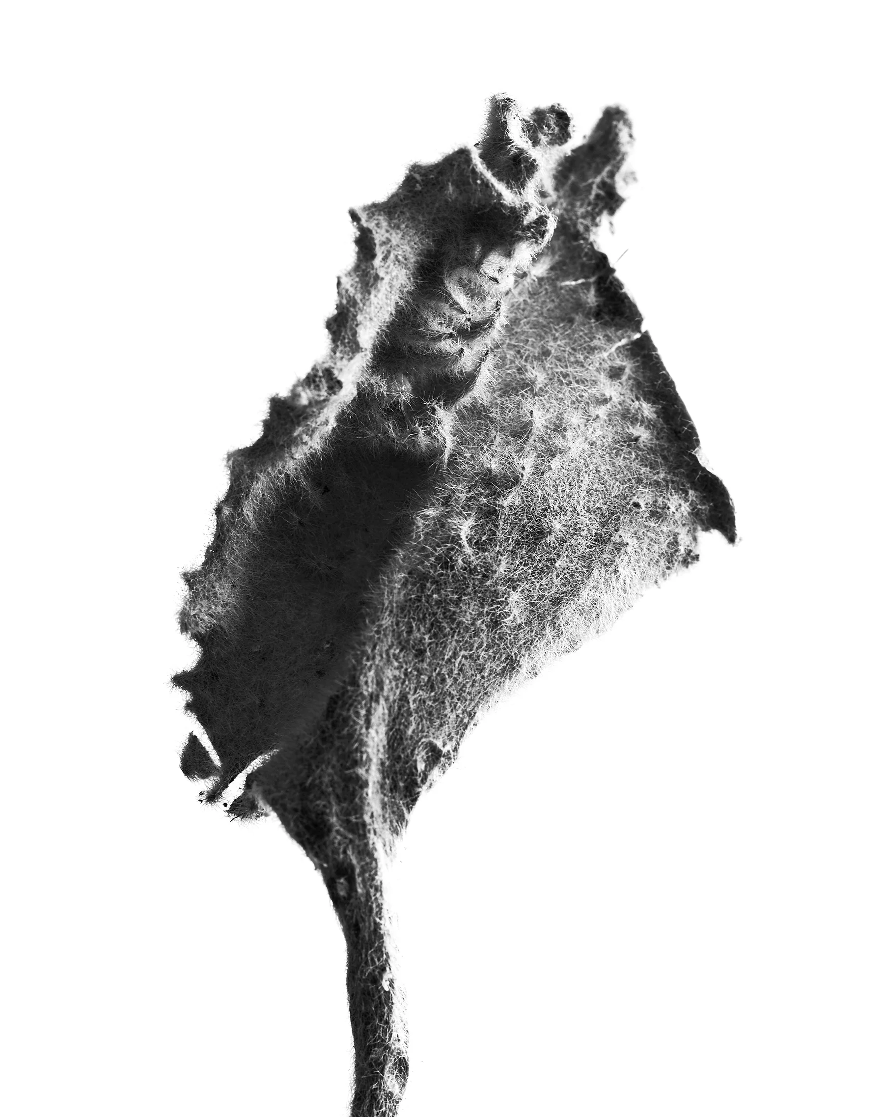 LEAVES_HOUSE_4_28_2018_4624.jpg