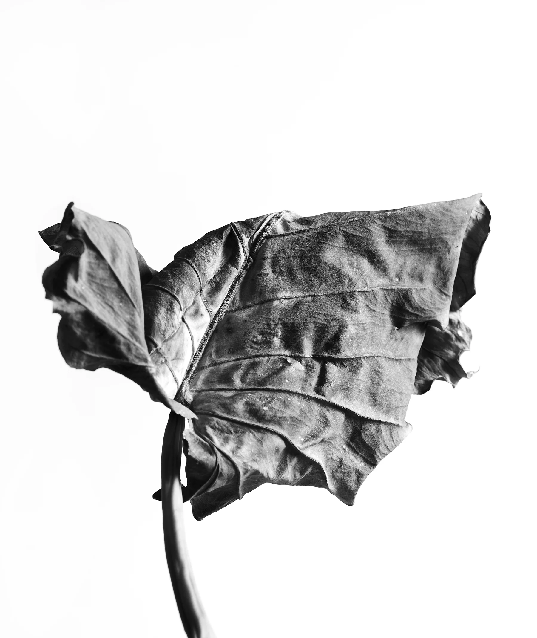 LEAVES_HOUSE_5_3_2018_4664.jpg