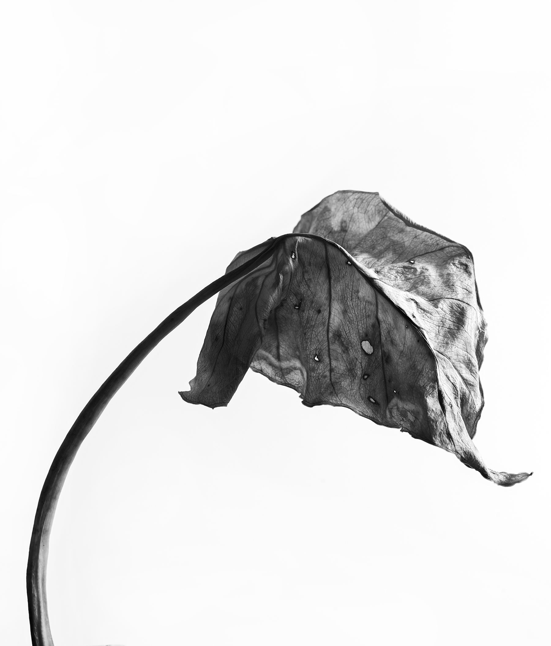 LEAVES_HOUSE_5_3_2018_4680.jpg