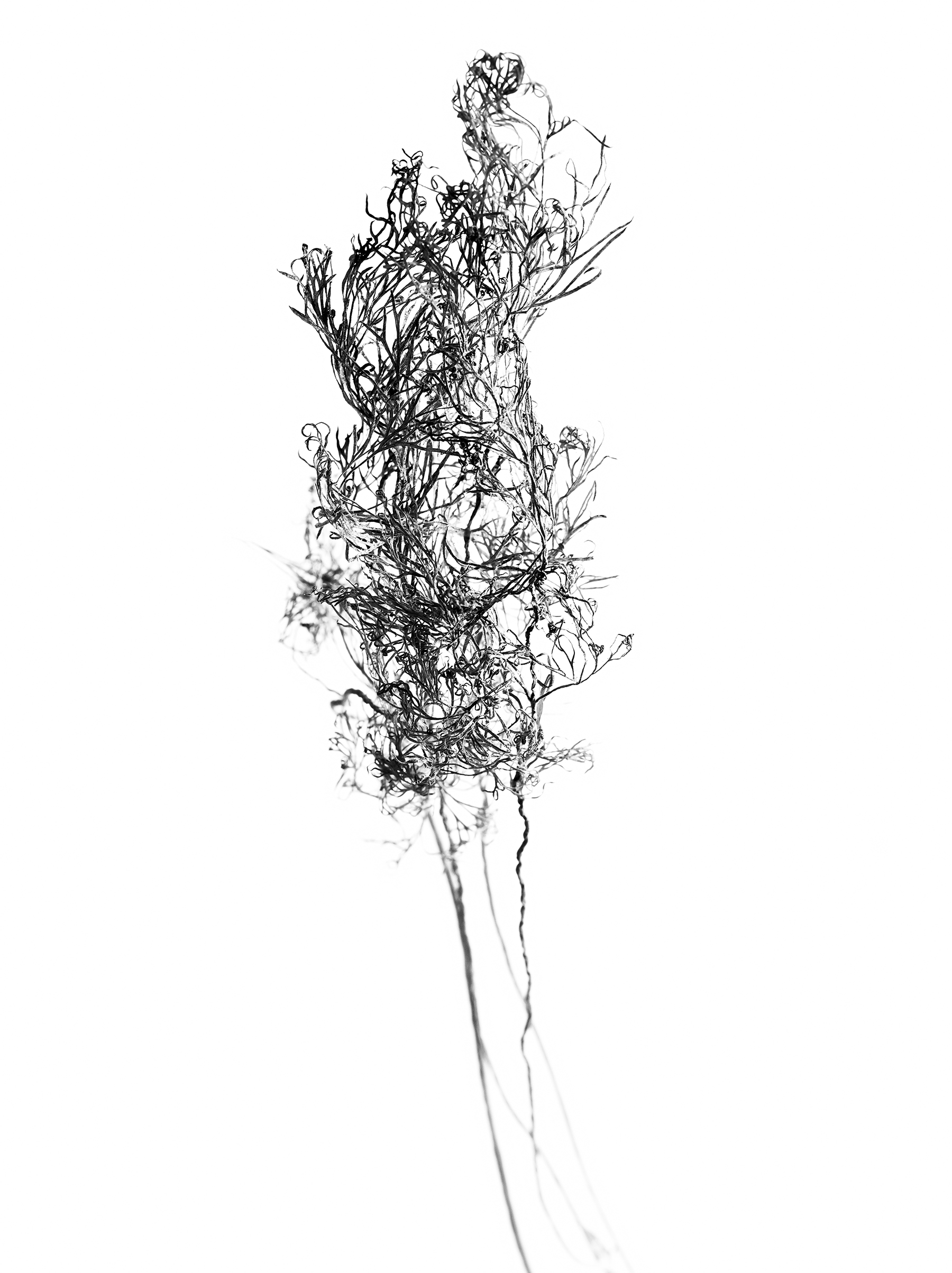 LEAVES_HOUSE_5_3_2018_4694.jpg