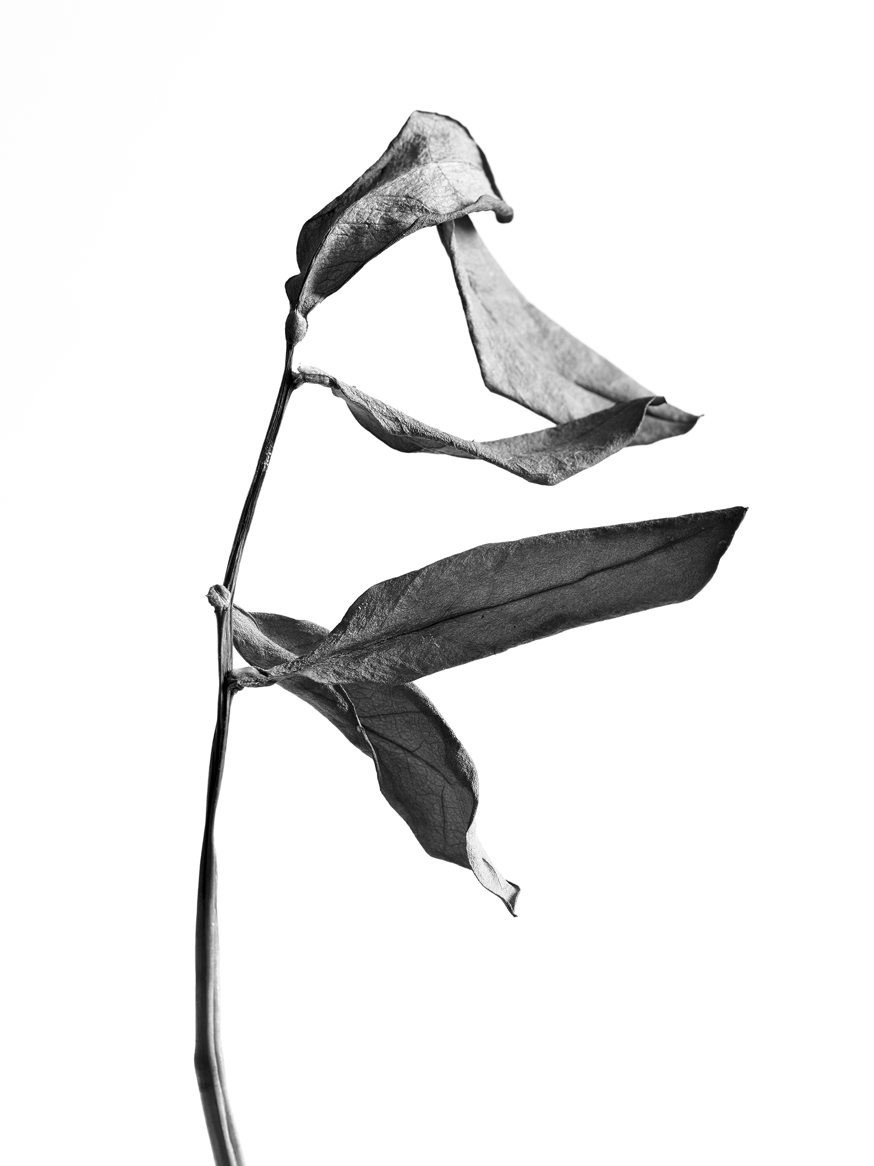 LEAVES_HOUSE_5_15_2018_4808.jpg
