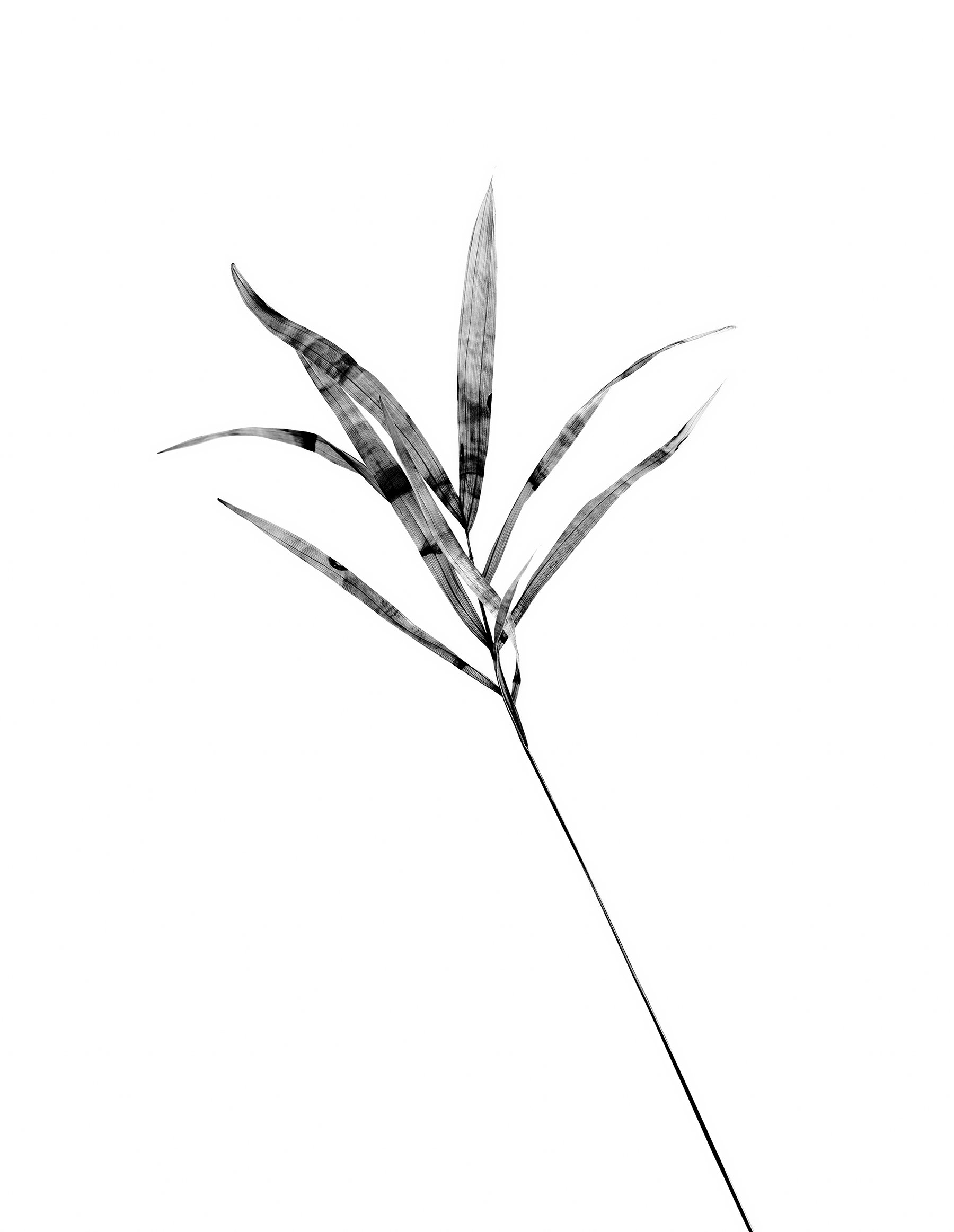 LEAVES_HOUSE_8_30_2018_6931.jpg