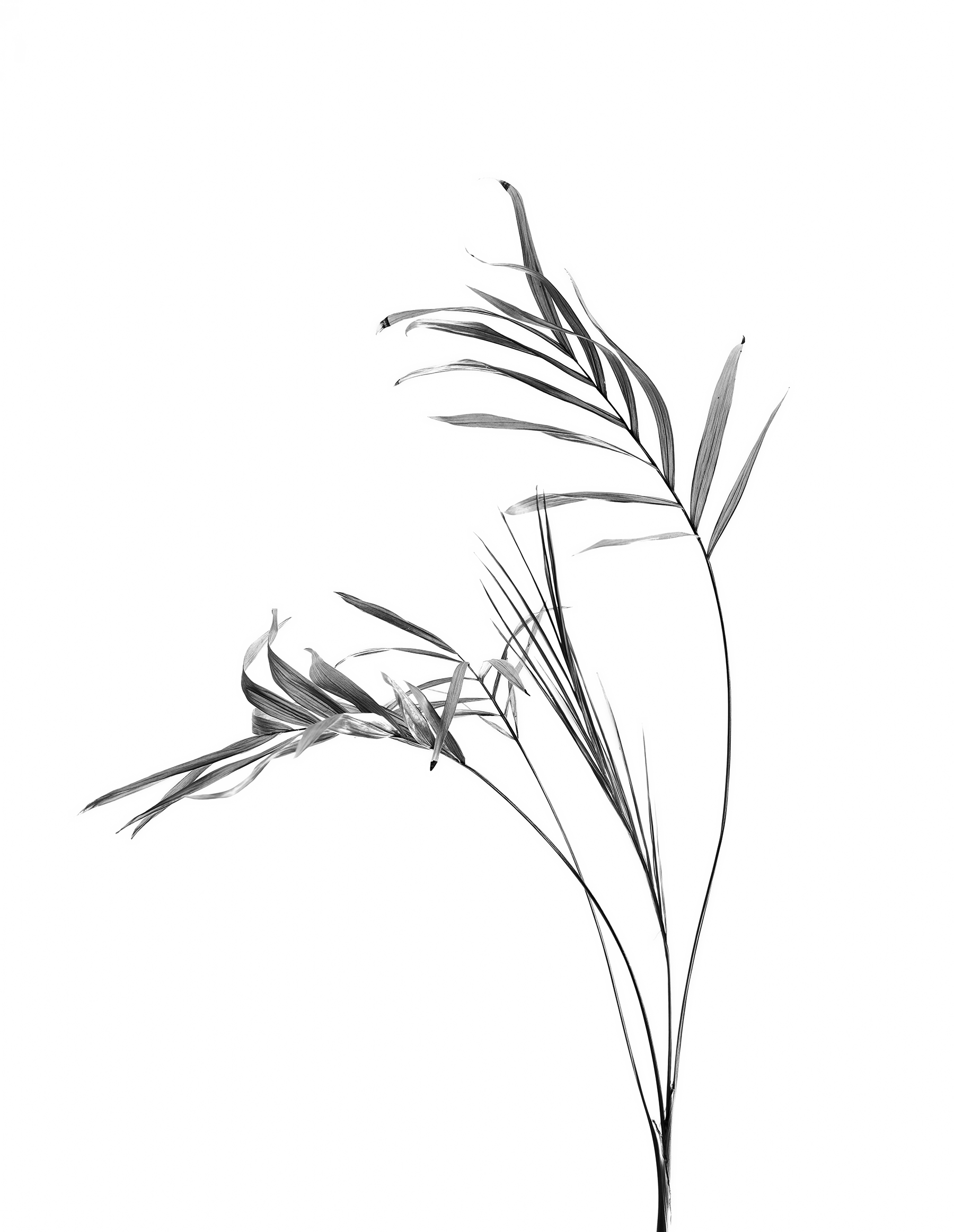 LEAVES_HOUSE_8_30_2018_6941.jpg