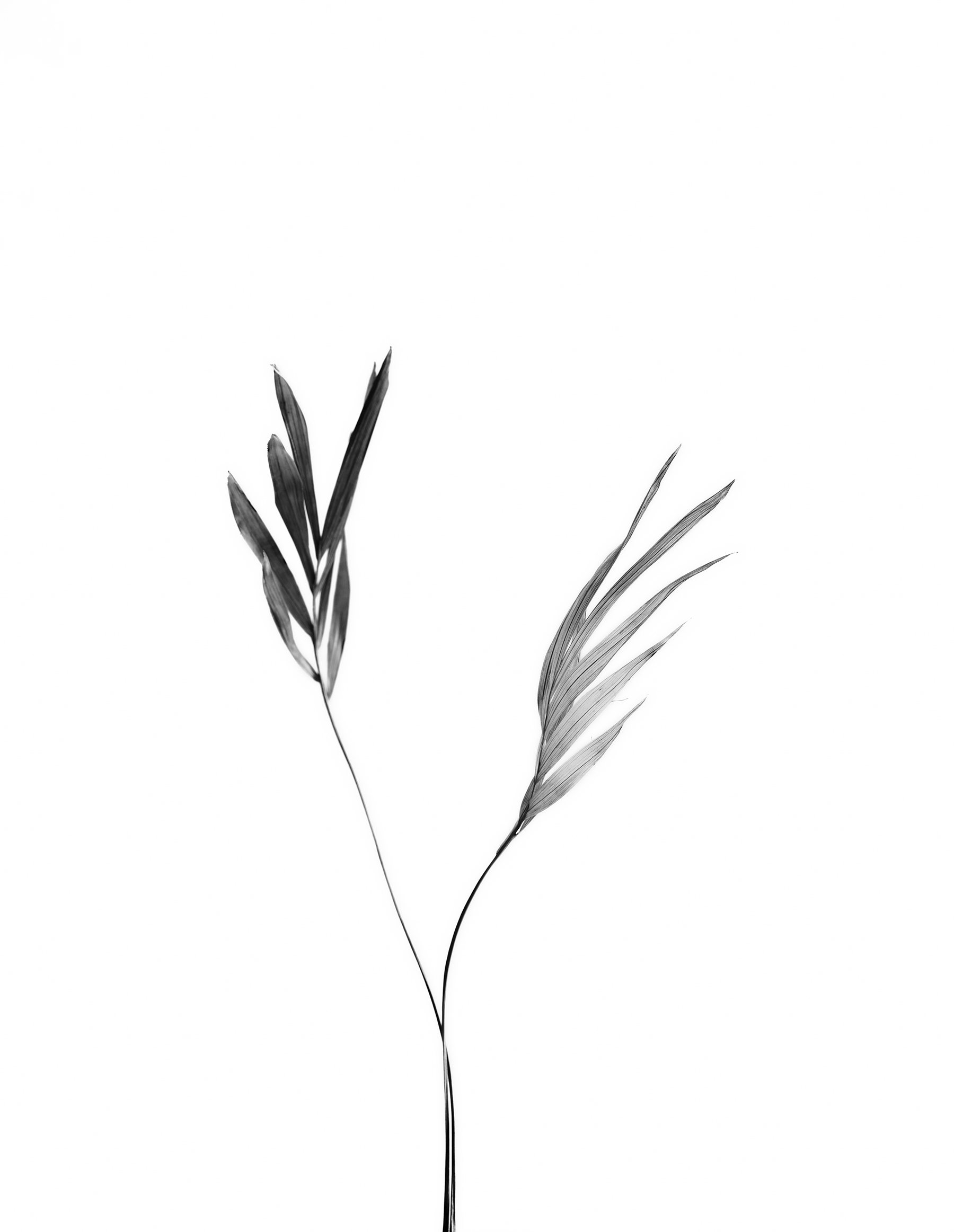 LEAVES_HOUSE_8_30_2018_6946.jpg