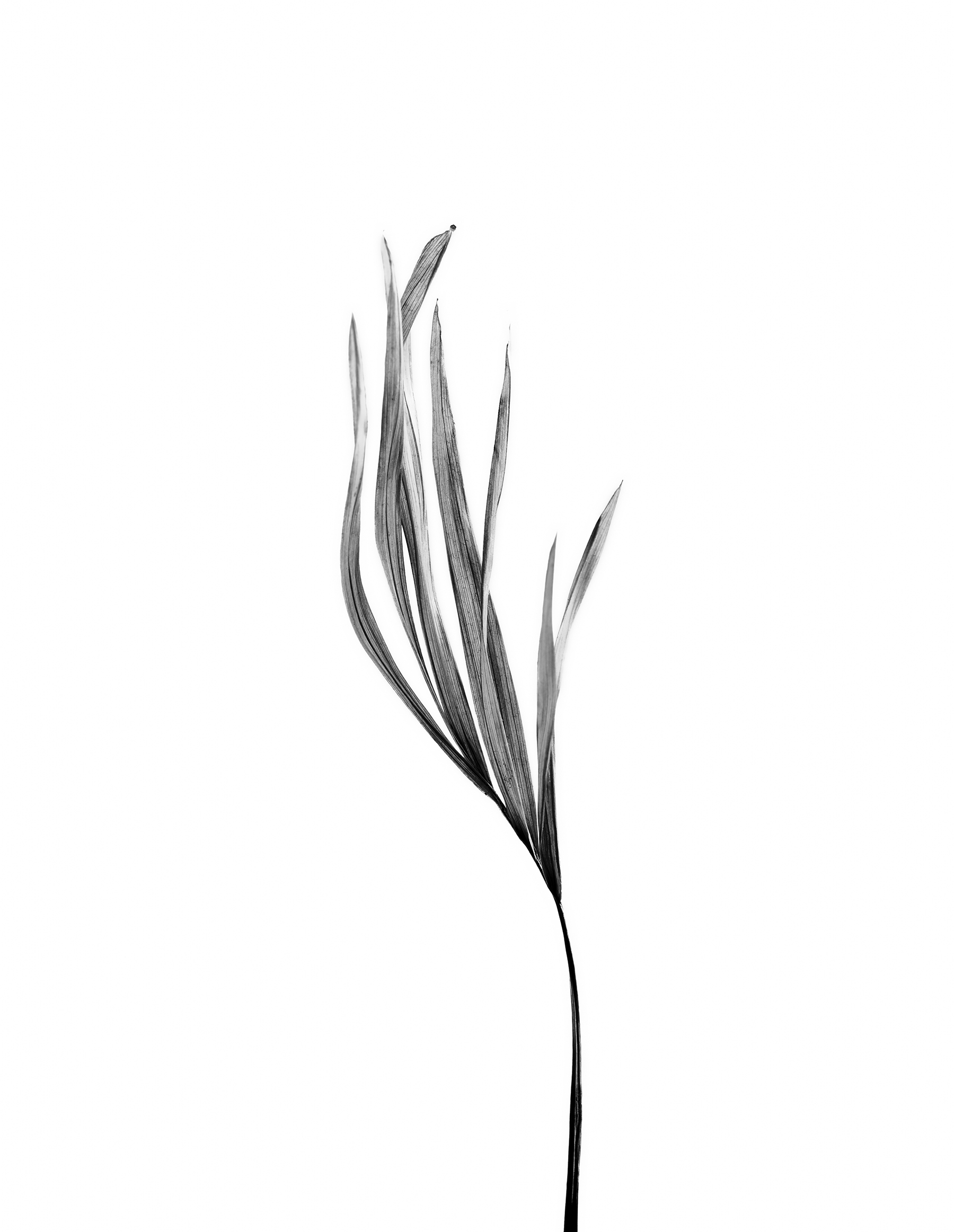 LEAVES_HOUSE_8_30_2018_6968.jpg