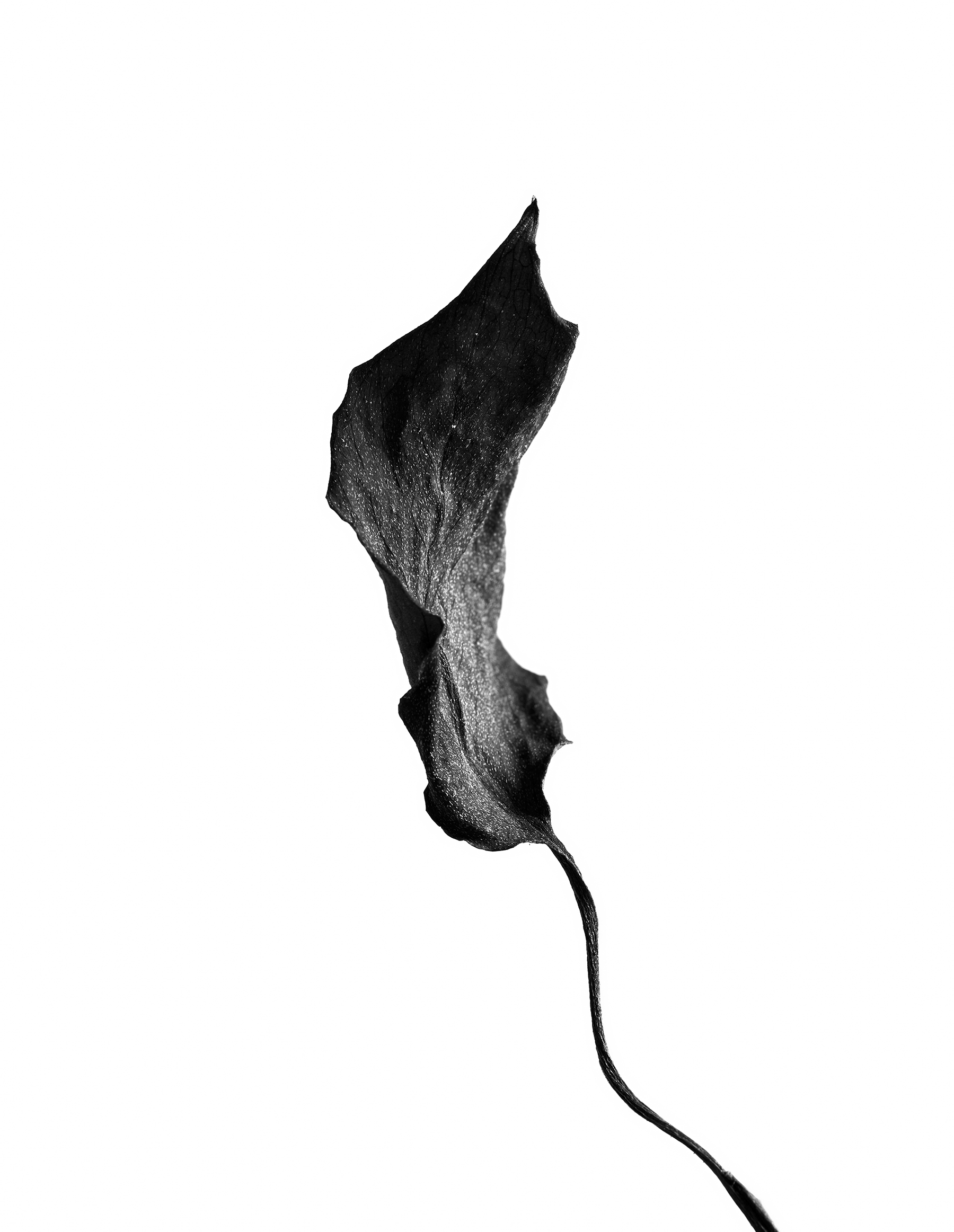 LEAVES_HOUSE_8_30_2018_6984.jpg