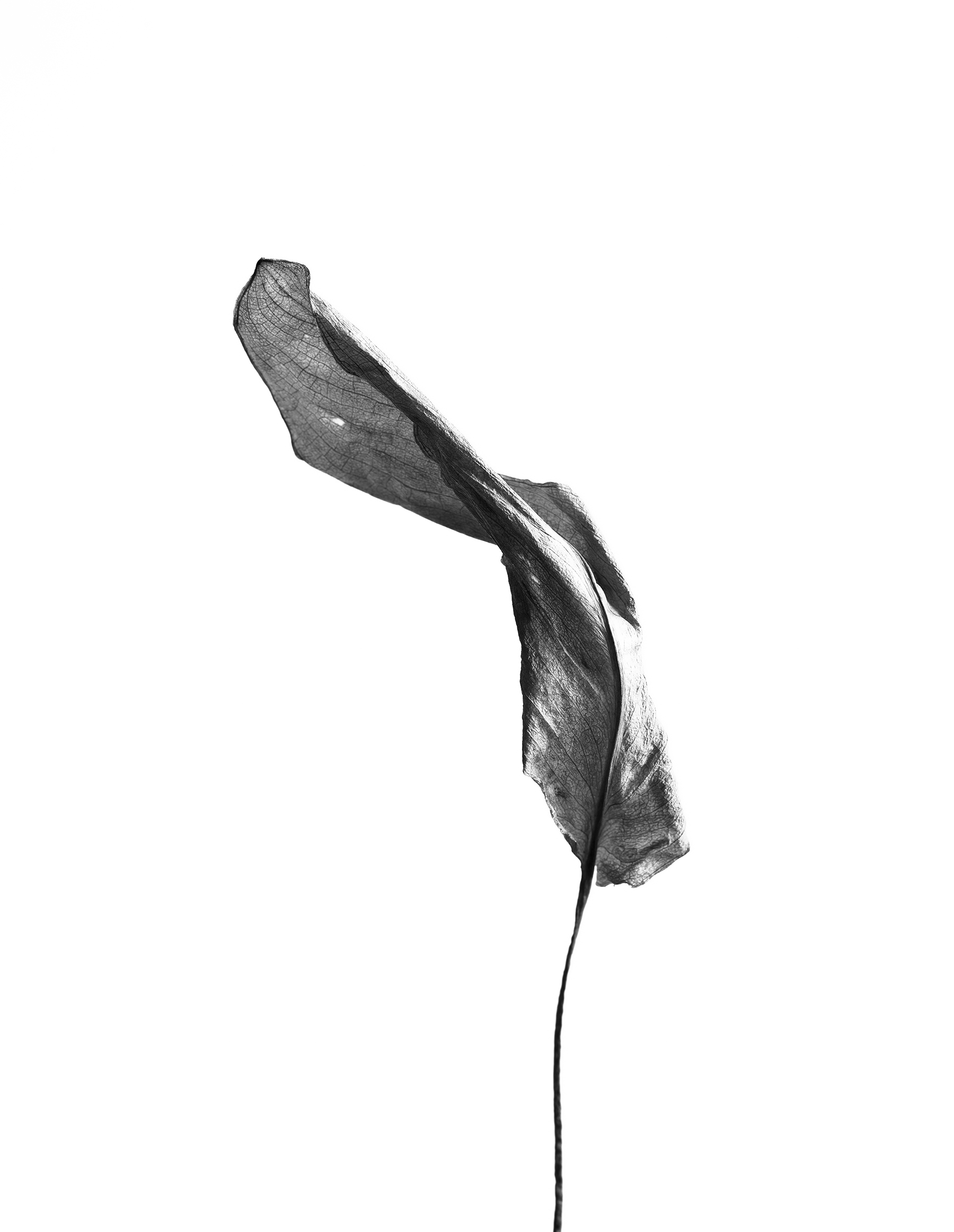 LEAVES_HOUSE_8_30_2018_7008.jpg