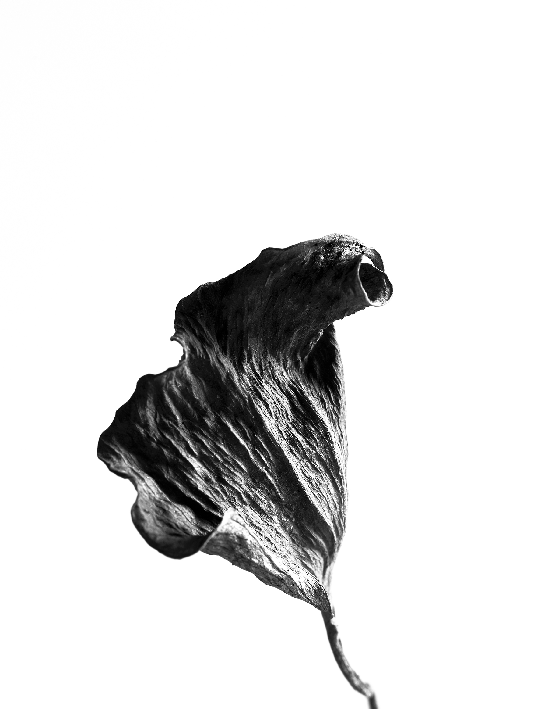 LEAVES_HOUSE_8_30_2018_7021.jpg