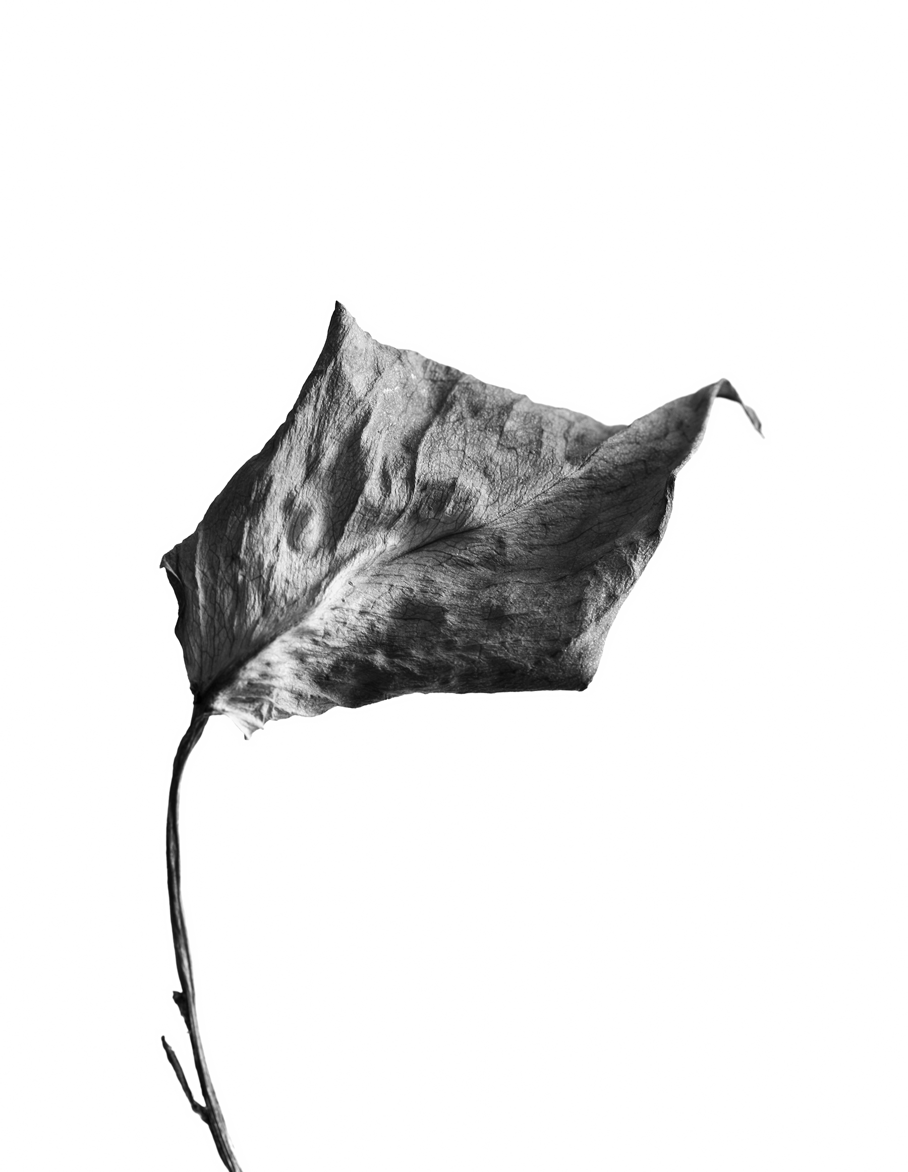 LEAVES_HOUSE_8_30_2018_7025.jpg