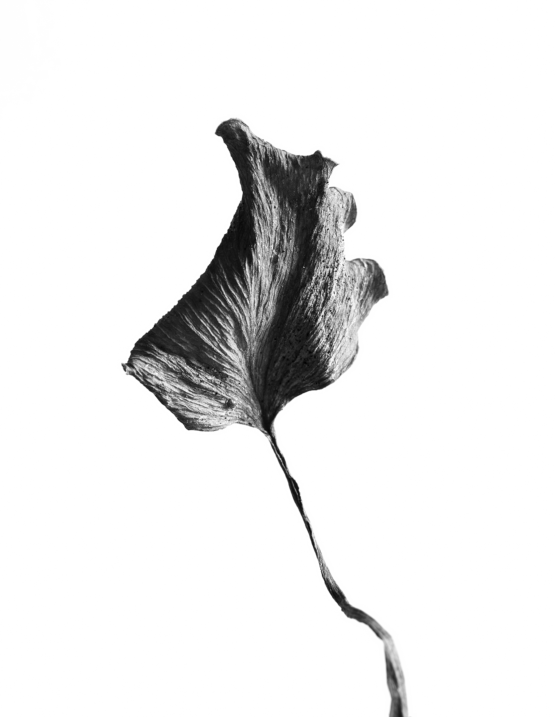 LEAVES_HOUSE_8_30_2018_7044.jpg