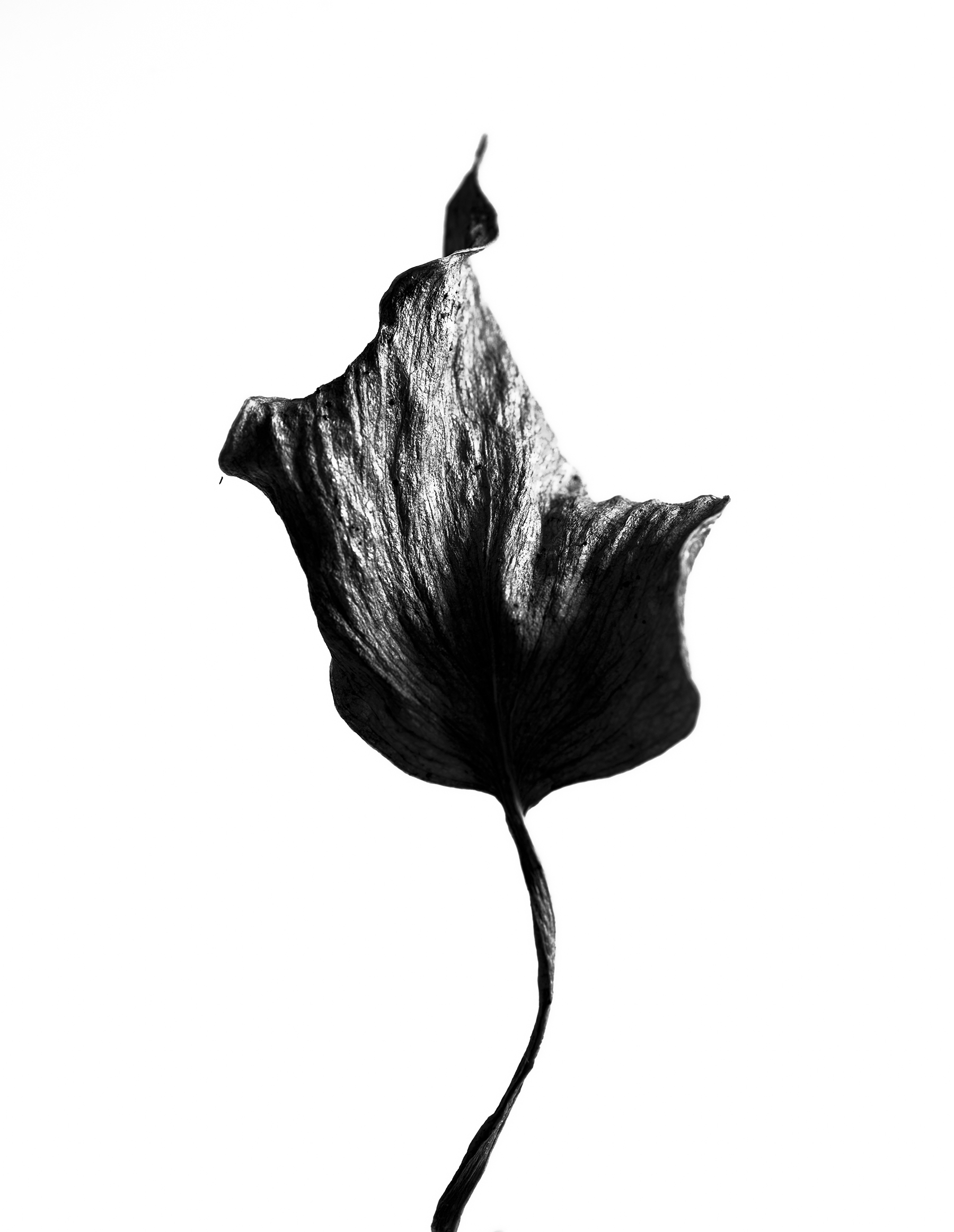 LEAVES_HOUSE_8_30_2018_7071.jpg