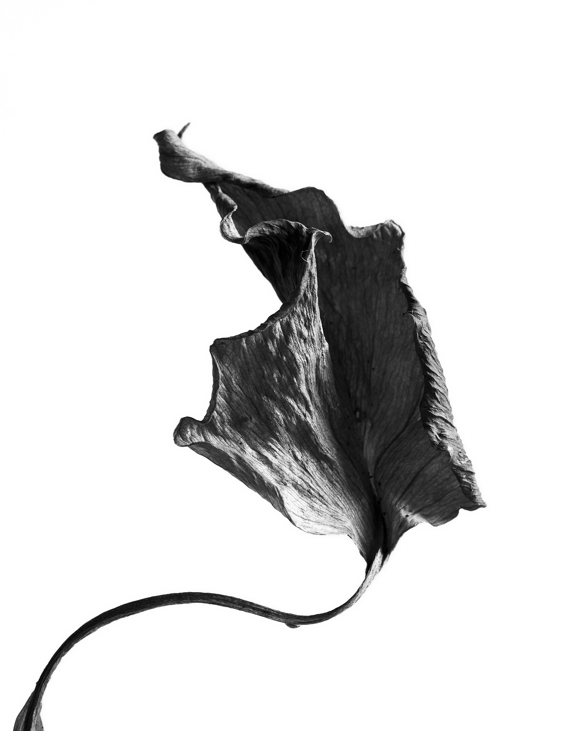 LEAVES_HOUSE_8_30_2018_7059.jpg