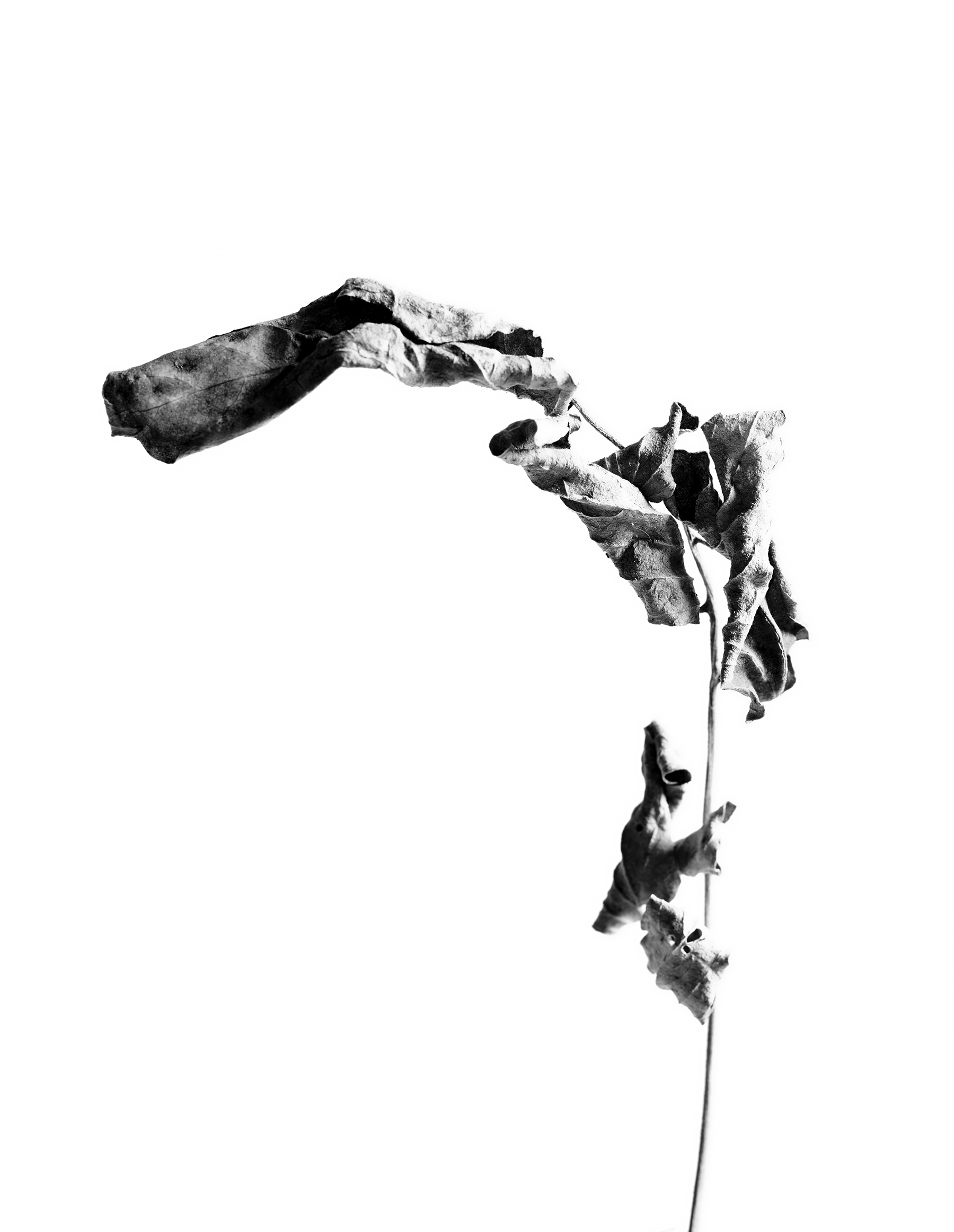 LEAVES_HOUSE_8_30_2018_7196.jpg