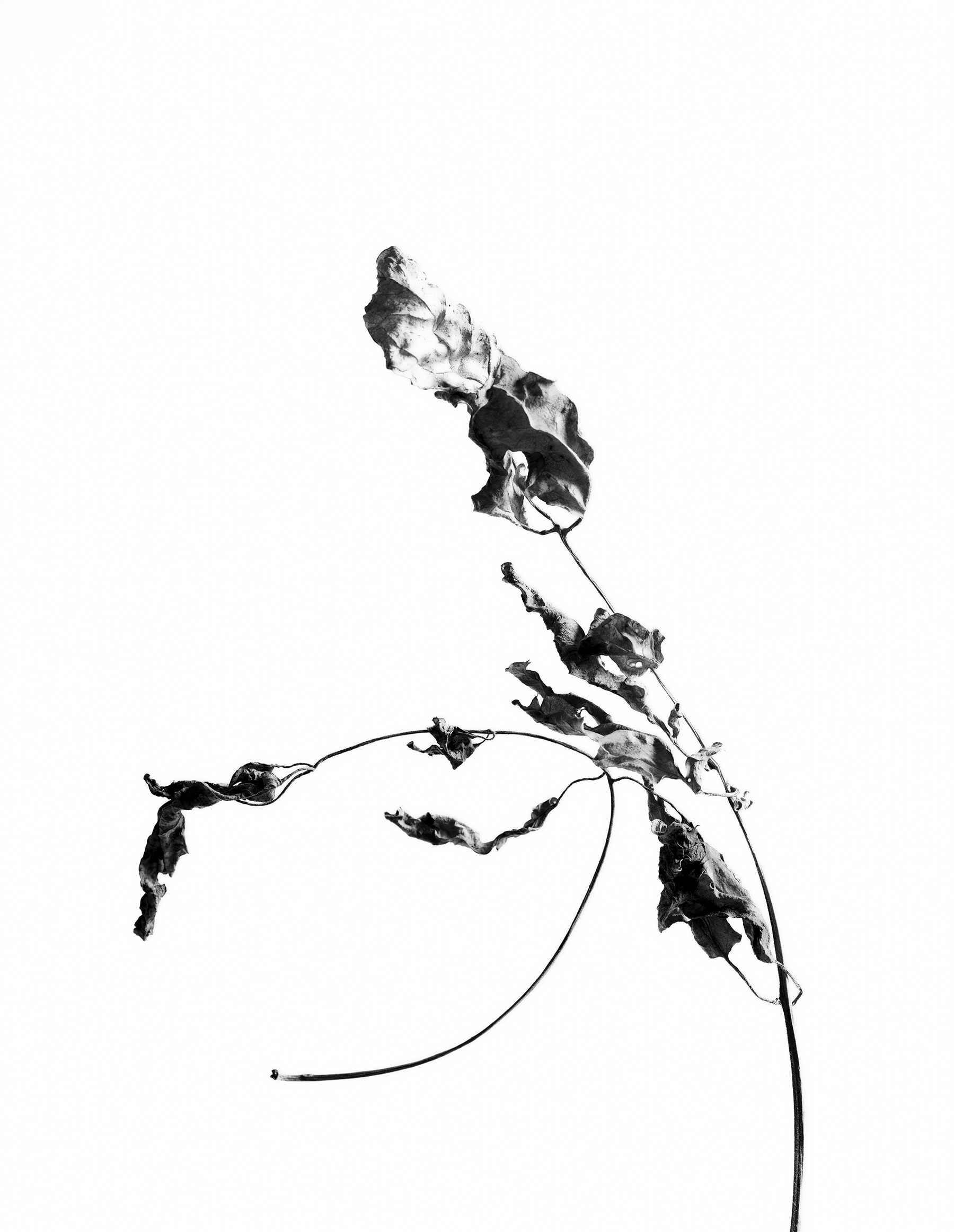 LEAVES_HOUSE_8_30_2018_7212.jpg
