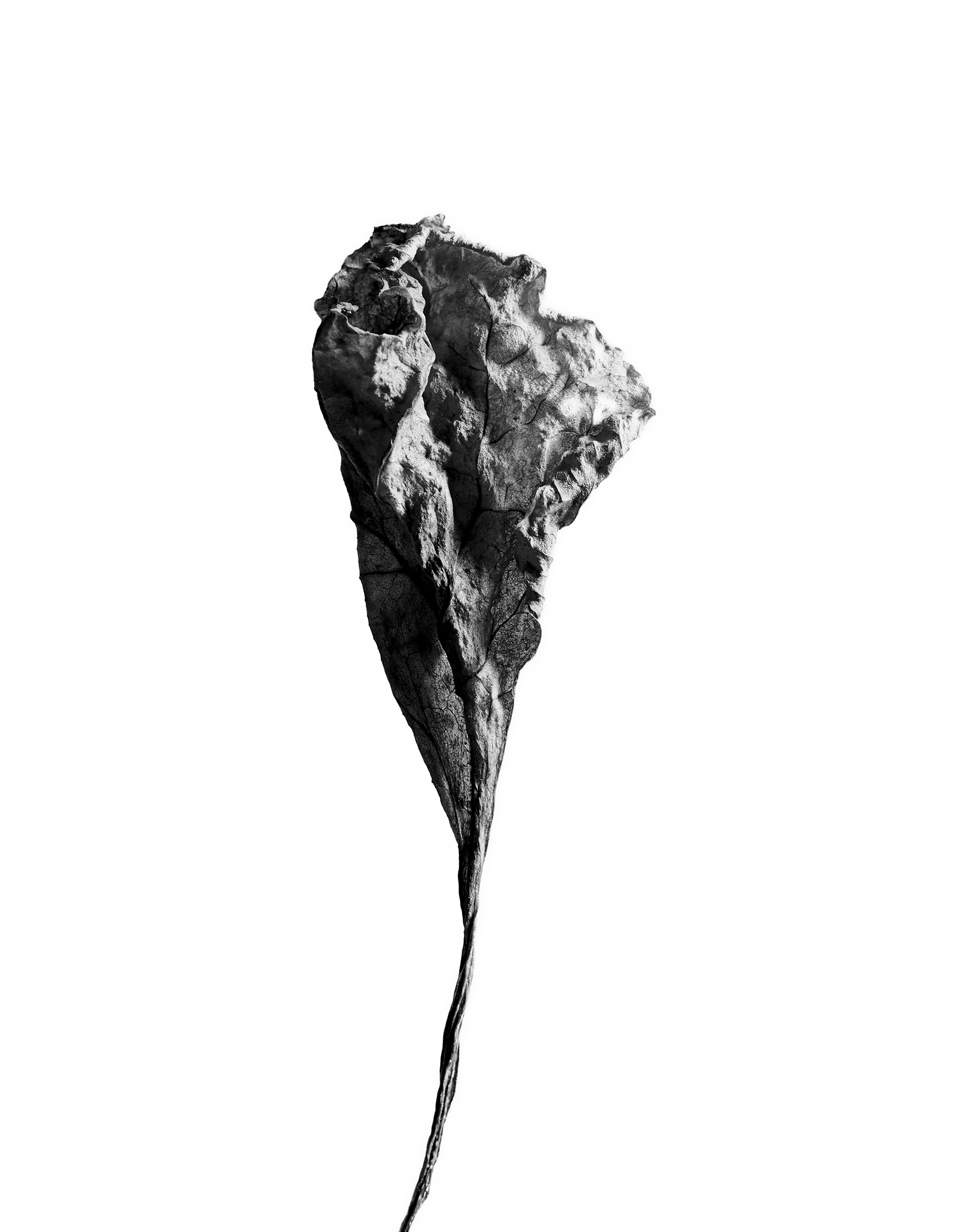 LEAVES_HOUSE_8_30_2018_7220.jpg
