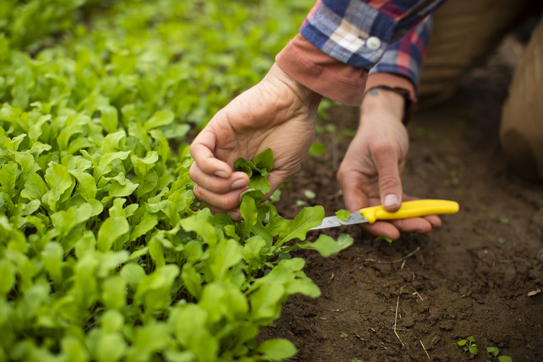 SWEETER_DAYS_FARM_11_9_2018_011.jpg