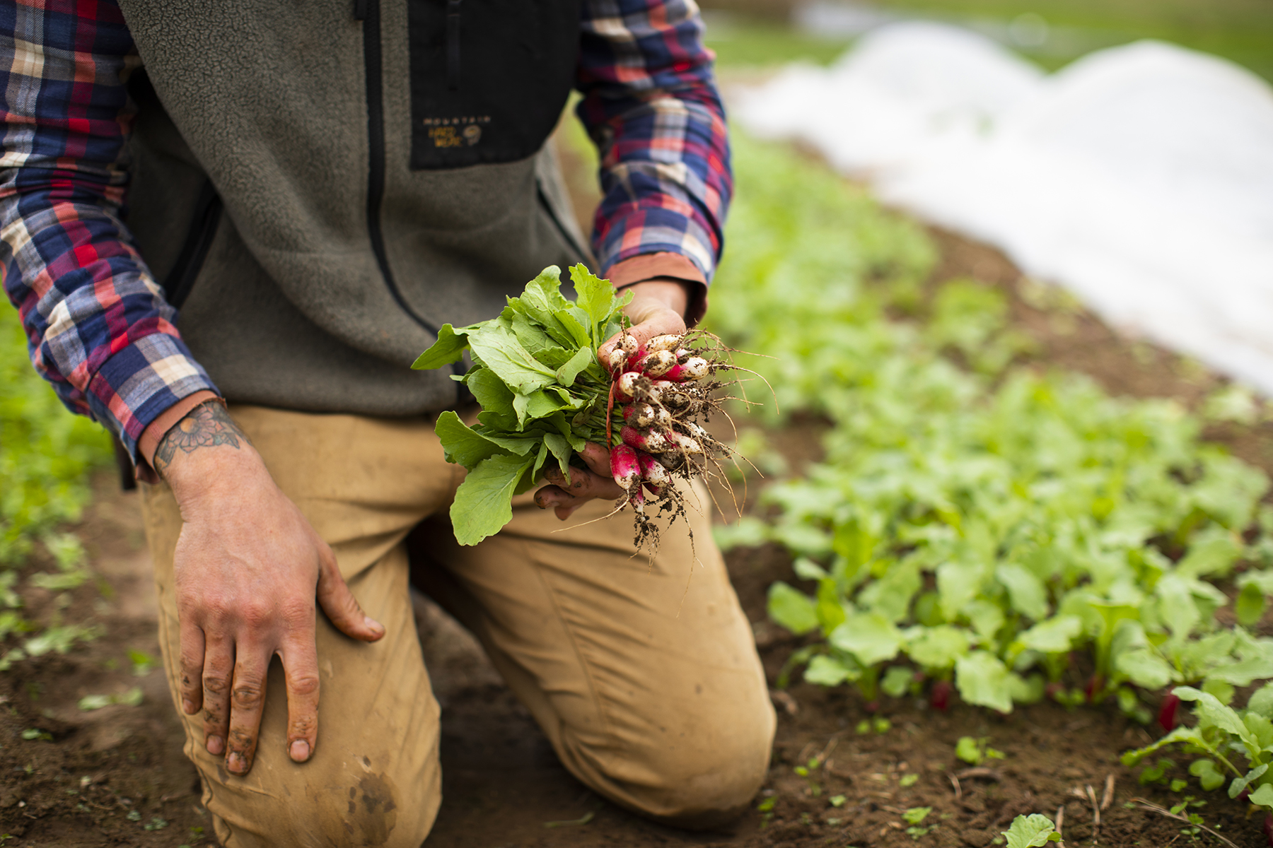 SWEETER_DAYS_FARM_11_9_2018_018.jpg