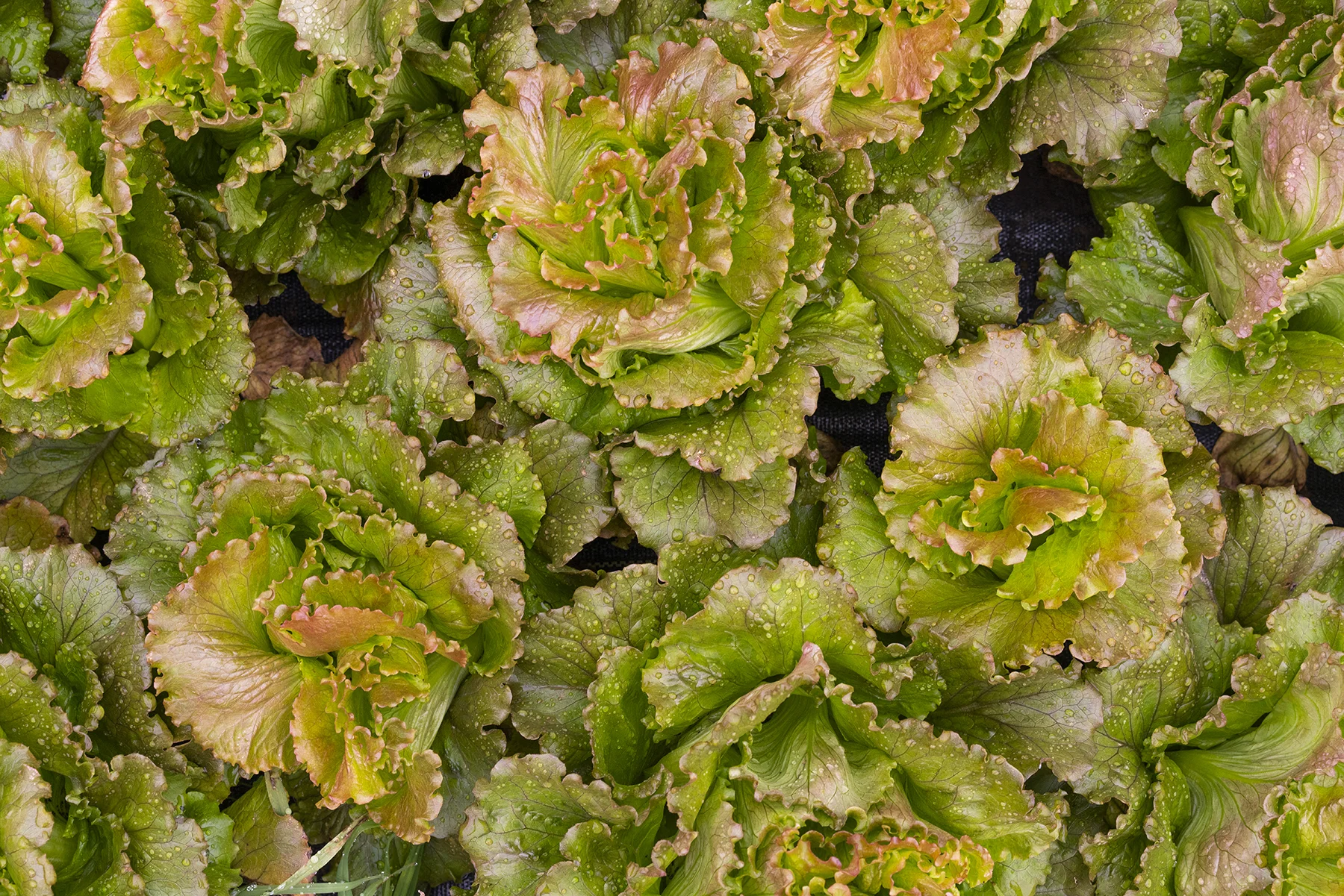 SWEETER_DAYS_FARM_11_9_2018_086.jpg
