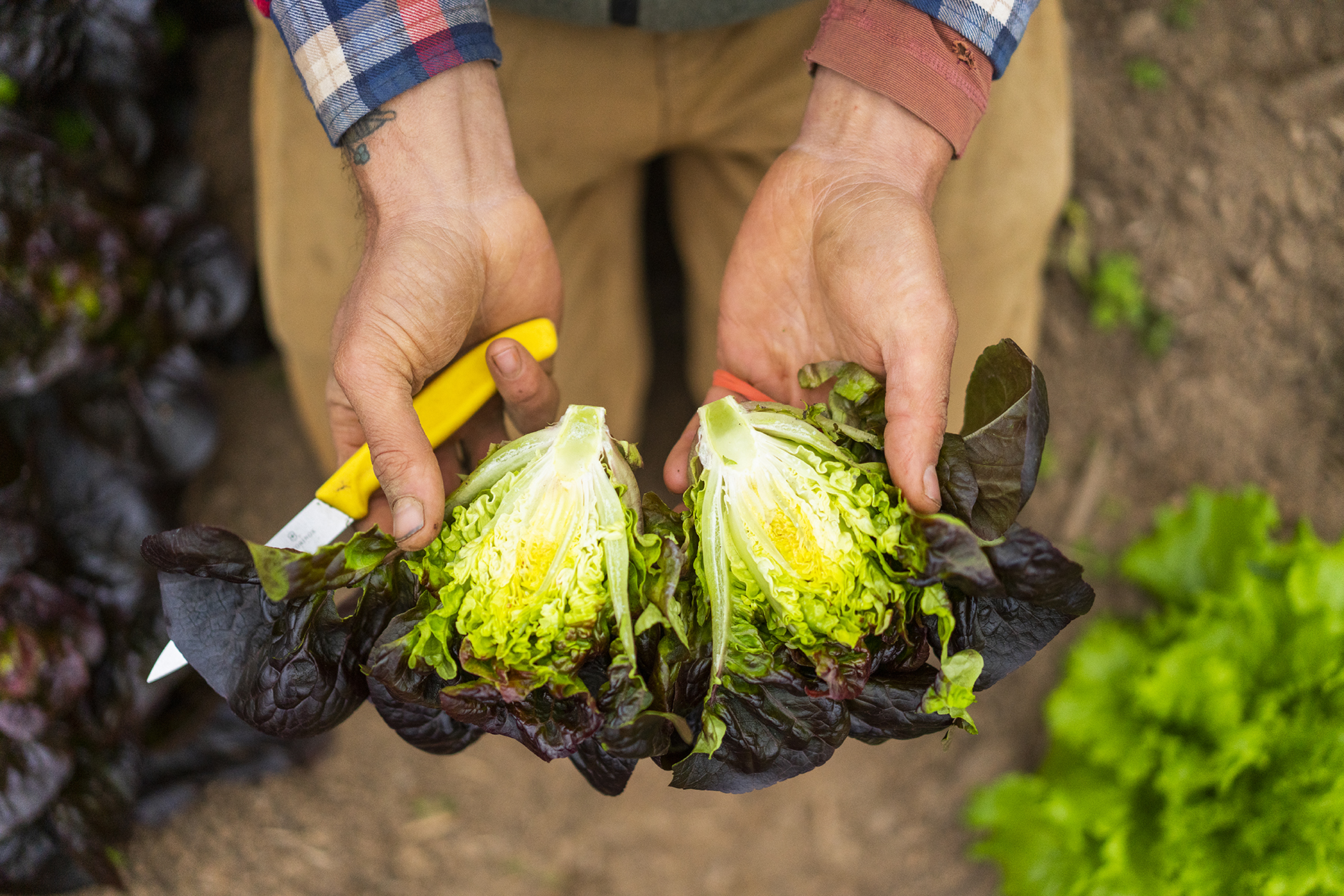 SWEETER_DAYS_FARM_11_9_2018_107.jpg
