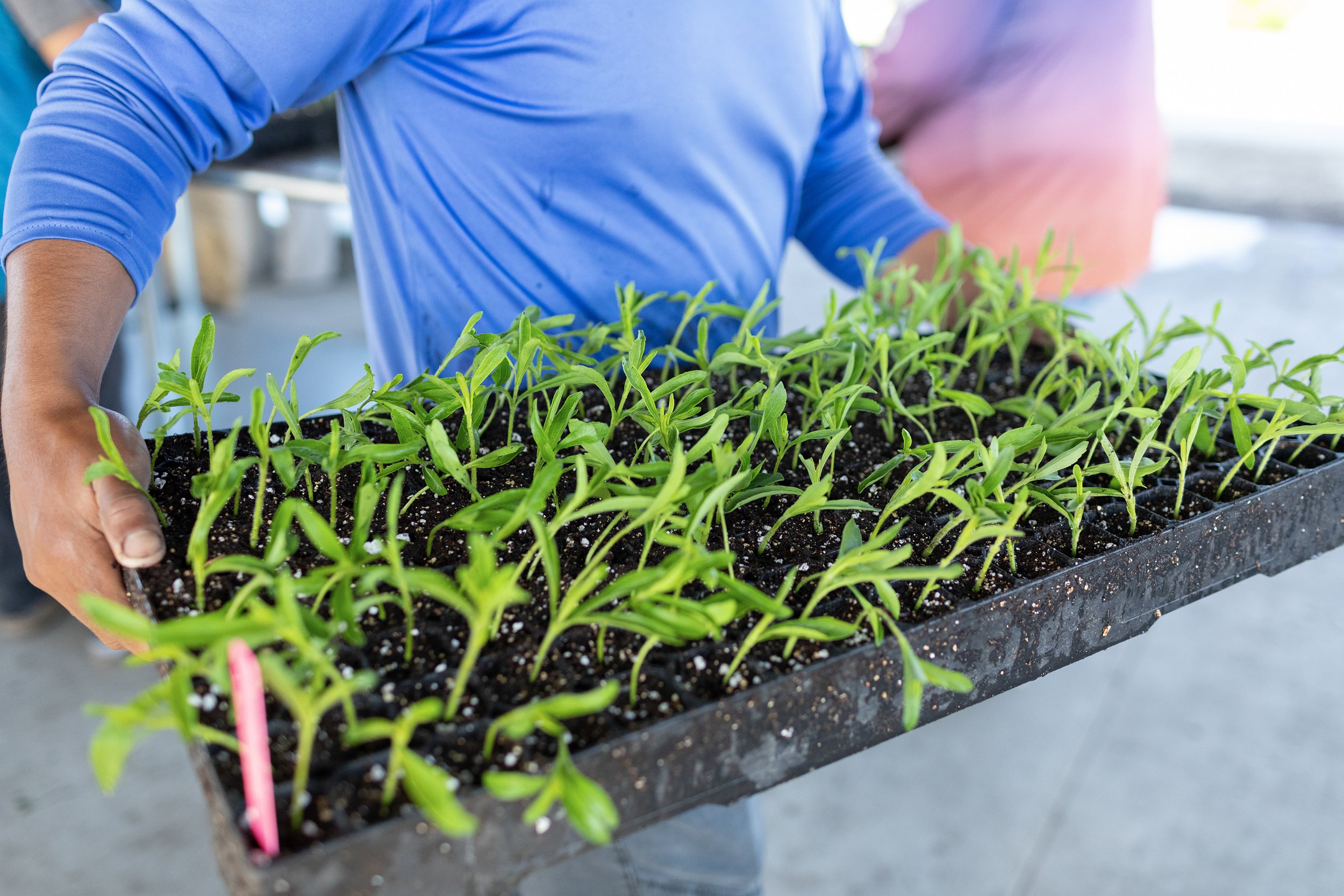 SPLENDA_STEVIA_FARM_05_07_2024_0165.jpg