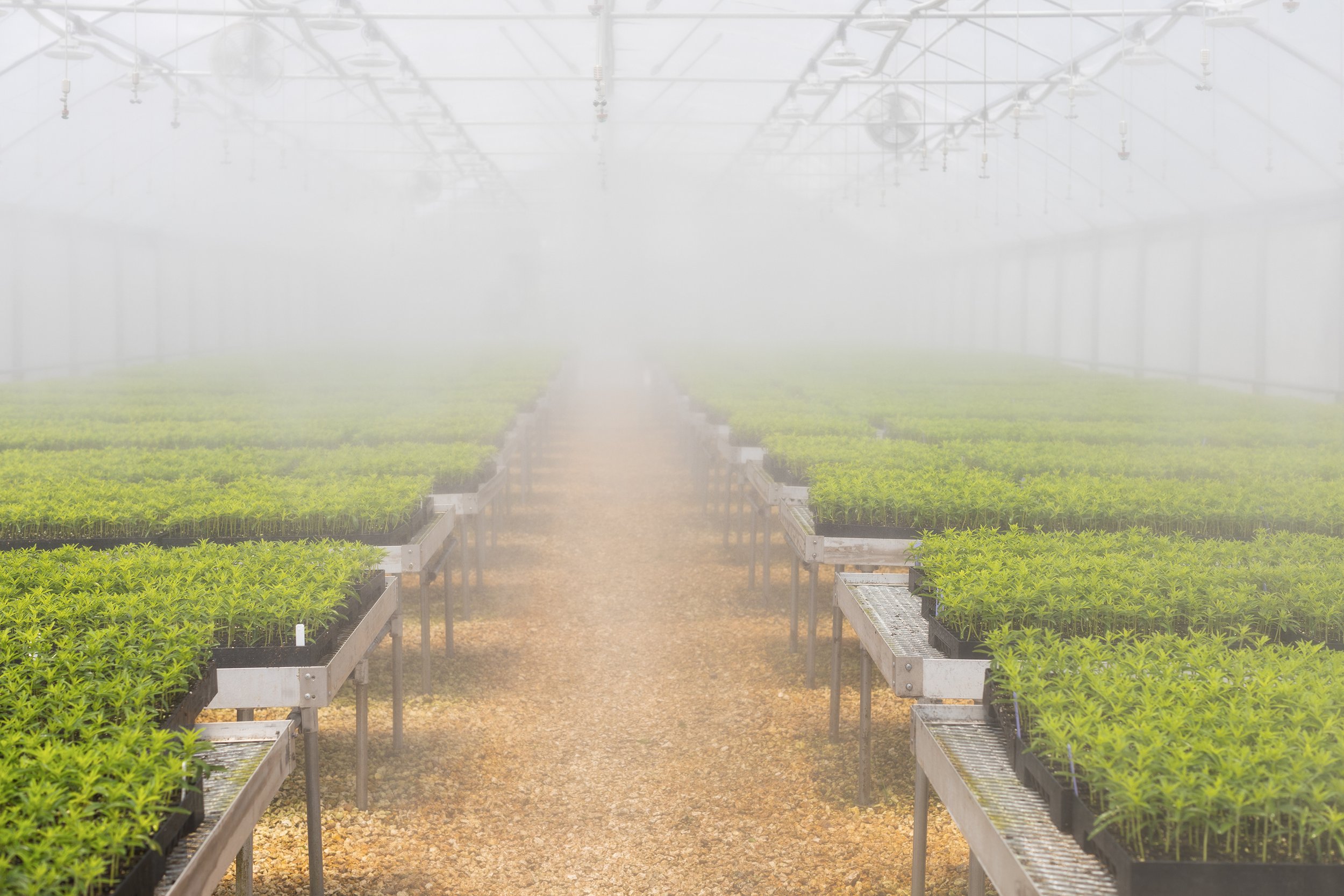 SPLENDA_STEVIA_FARM_05_07_2024_1699.jpg