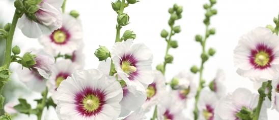 YES Network Weekly Updates