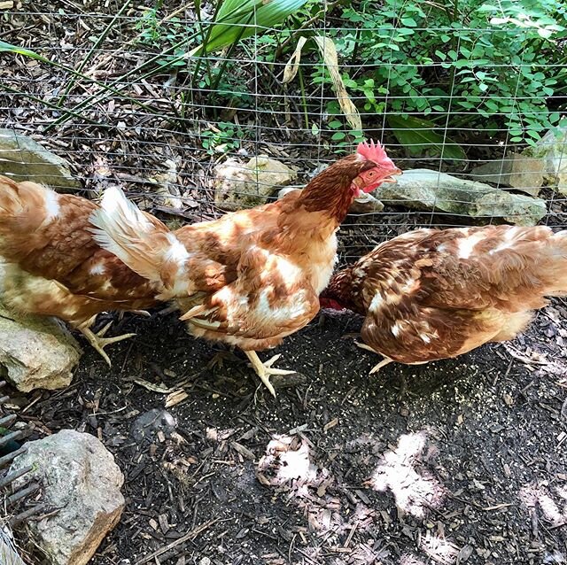 When the guests return, we&rsquo;ll have some new ladies to introduce, by then I hope to be able to tell them apart!! #backyardchickens #austinbedandbrew☕️ #freerangeeggs🍳 #organicgarden #agritourism🦋 #sexyoutdoorshower🚿 #privategarden☀️