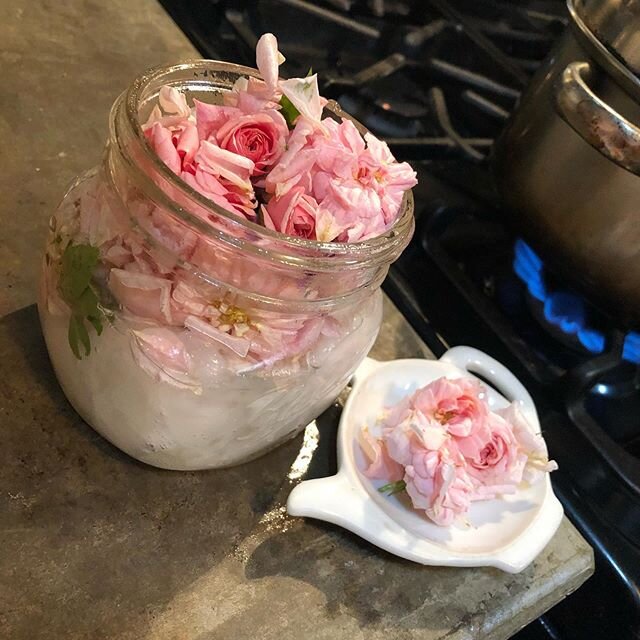 I&rsquo;m making rose oil with the roses that would normally be falling on guests in the outdoor shower!  #memories💕  #roseoil #cecillebrunnerroses #austinbedandbrew☕️ #airbnbsuperhost🏆 #agritourism🦋 #makeyourownmagic✨ #coconutroseoil