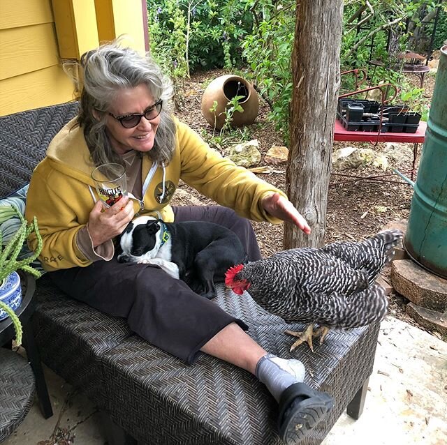 What happens if I sit in the garden instead of working...#mygravylife♨️ #jodibug🐞 #backyardchickens🐓 #urbanfarm #homesteadtv🎬 #austinbedandbrew☕️ #covid19😷  We have decided to remain closed through September 1st.  #besafe #stayhome