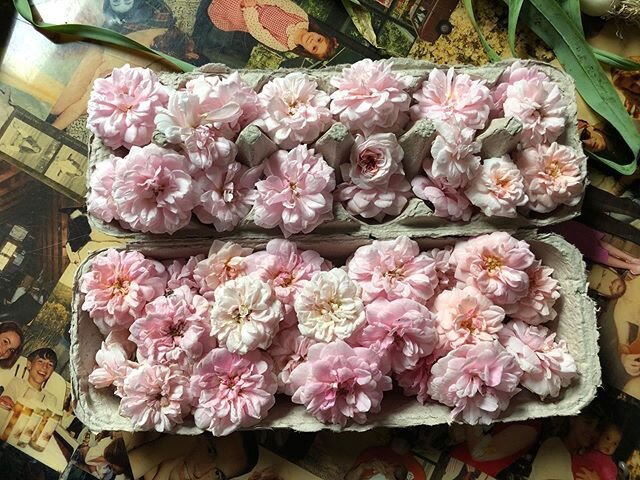 Rose petal jam on the way!!! #urbanfarm #organicroses #cecillebrunnerroses #rosepetaljam #growyourownmagic✨#mygravylife♨️ #austinbedandbrew☕️