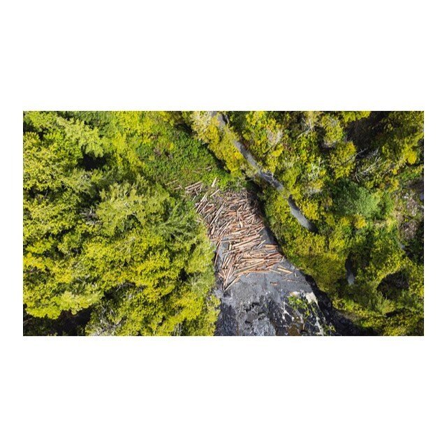 Driftwood 
.
.
.
.
.
@saltwoodbeachhouse #ucluelet #trail #hiking #driftwood #bc #canada #vancouverisland #trees #trails #beach #lookdown #oceanfront #drone #explore #adventure #green #savetheplanet #oldgrowthforest #environment