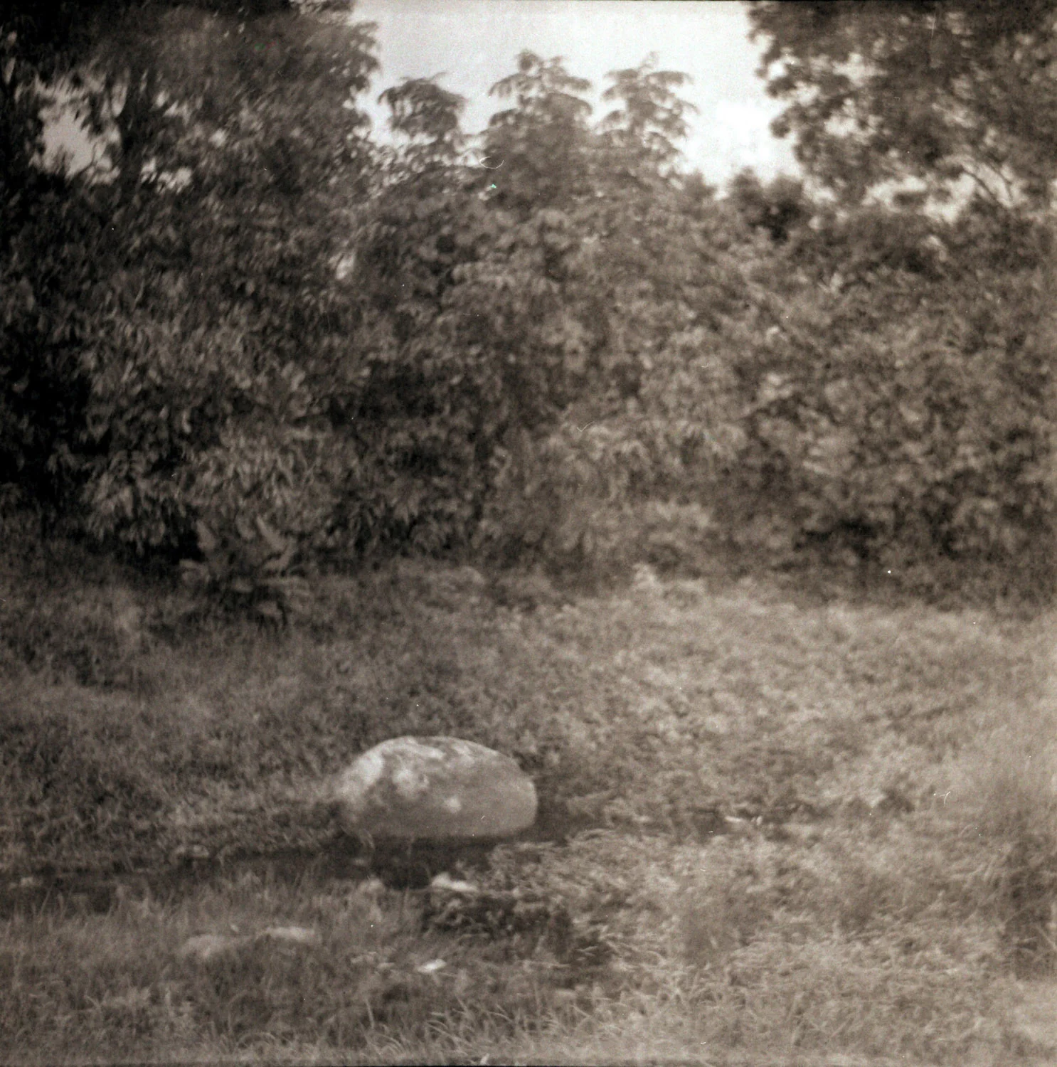 CJ-14.jpg
