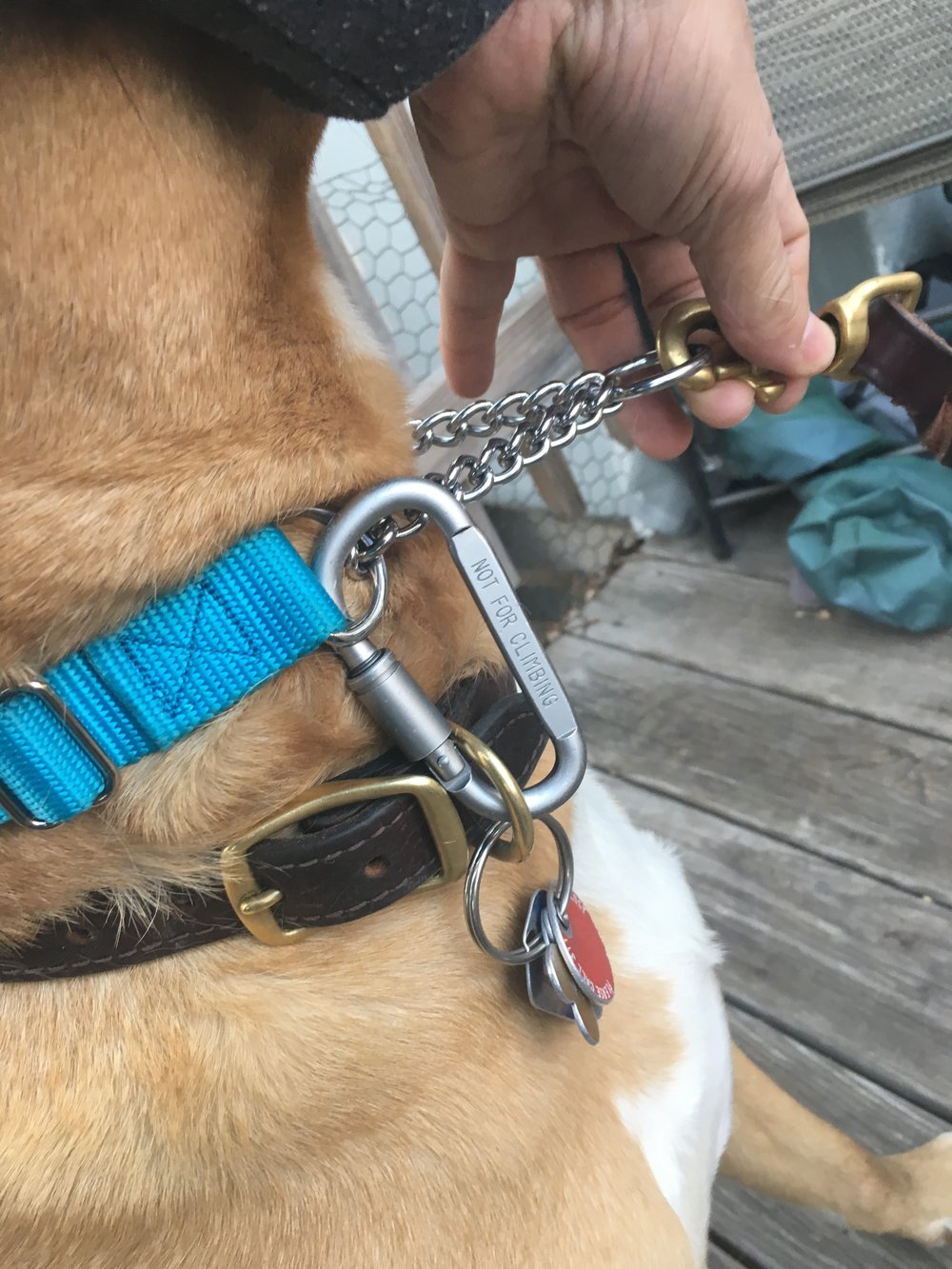 what are the clips on dog collars called