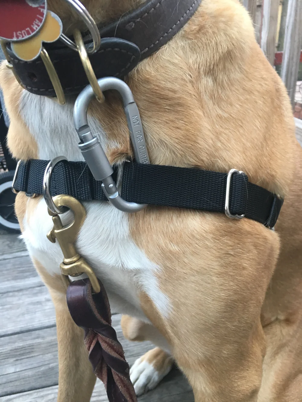 Back That Collar Up — Canine Cohen Dog Training