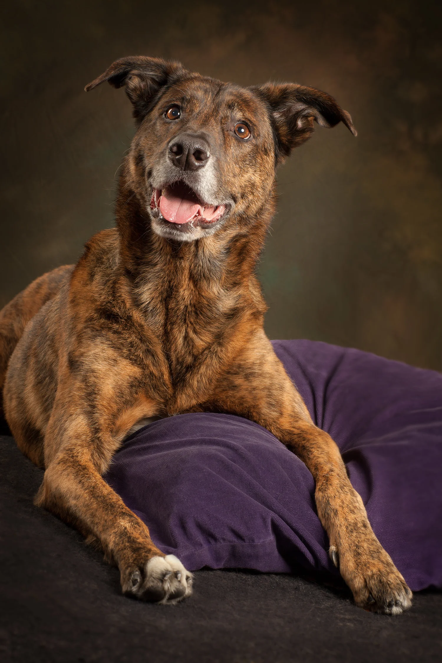Why is Adopting a Dog So Hard? Discover the Challenges