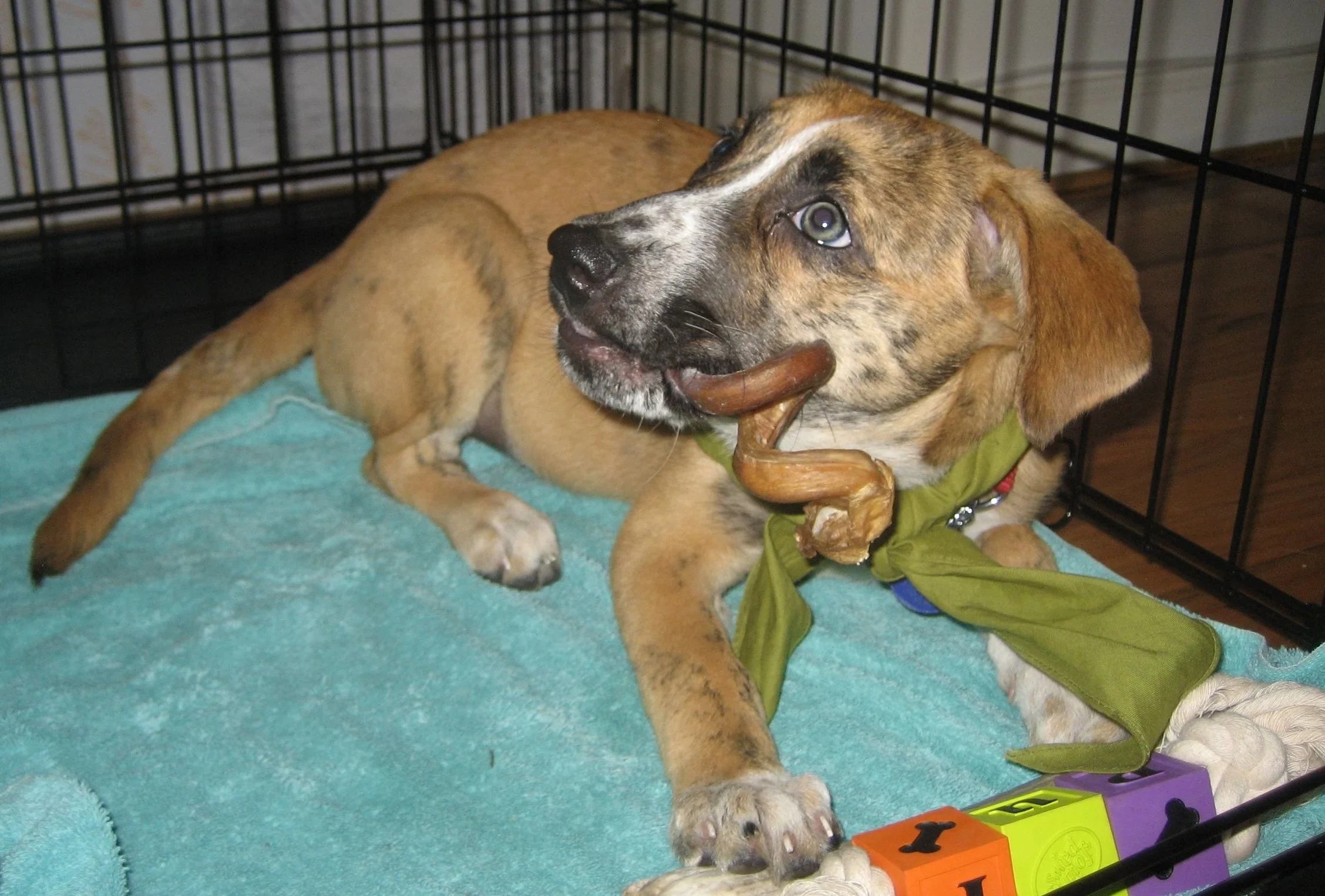 My puppy Karma enjoying all the good things in her crate.