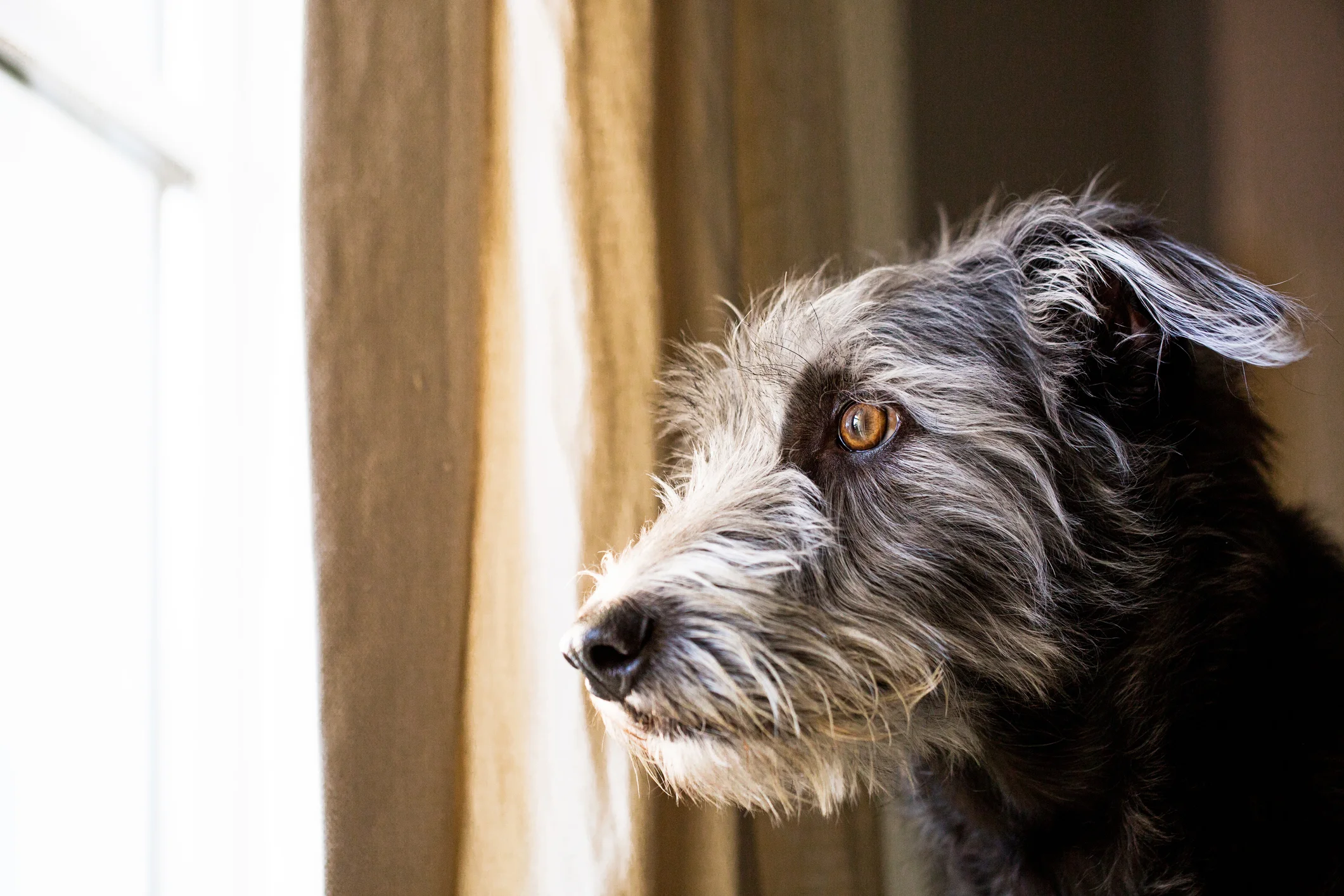Photo by adogslifephoto/iStock / Getty Images