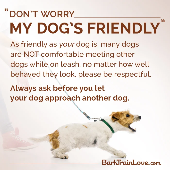 You Just Adopted A Dog Now What Canine Cohen Dog Training Canine Cohen Dog Training