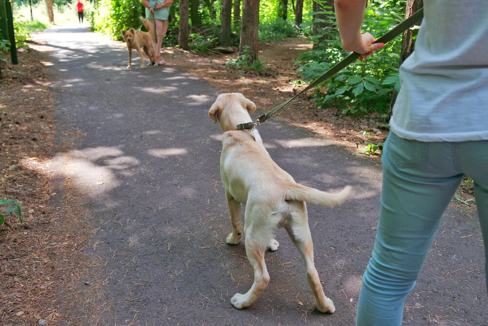 Dogs_pulling_to_meet_shutterstock_1149610547.jpg