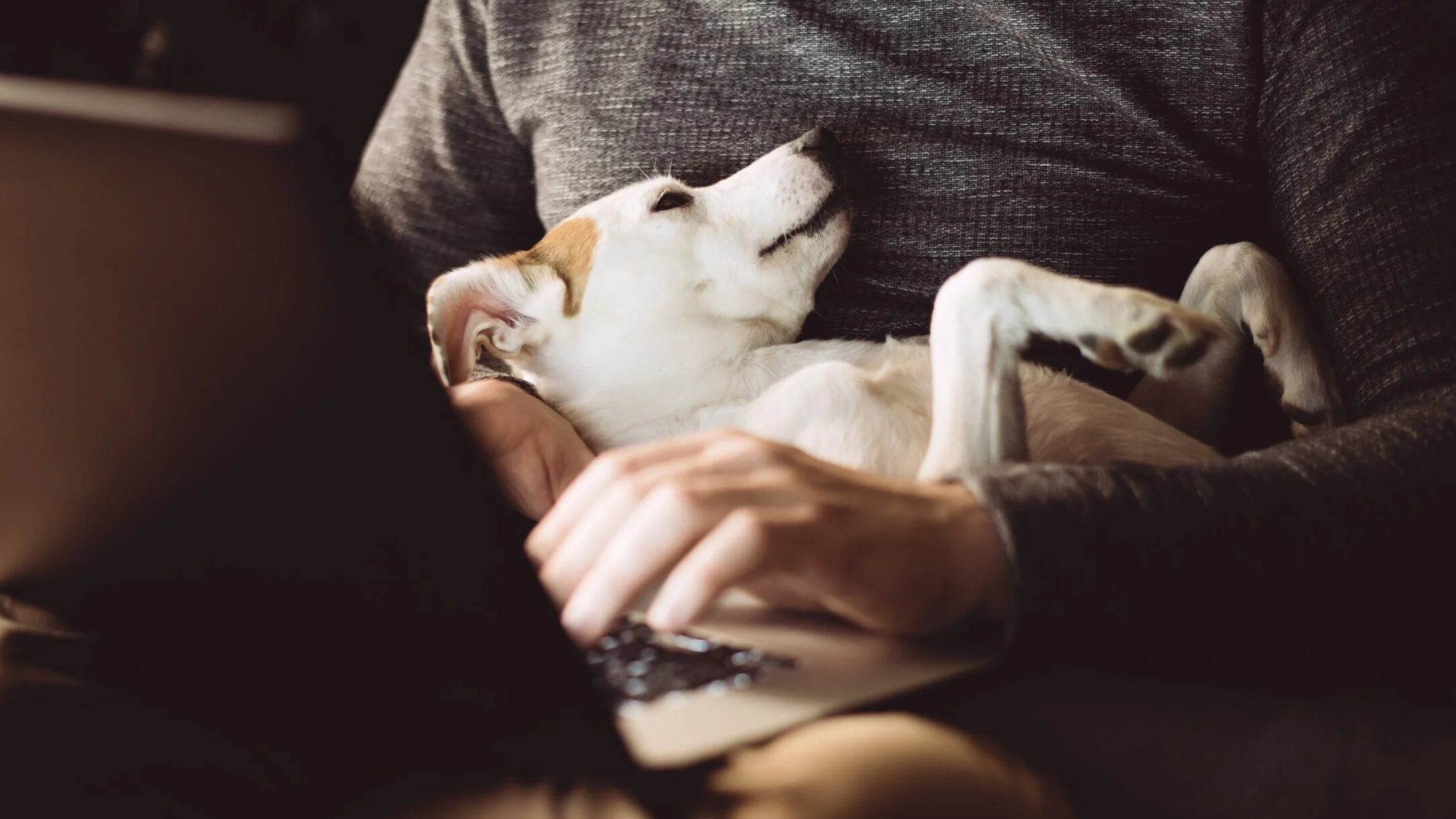 Man_Dog_Lap_Laptop_shutterstock_1027340830.jpg