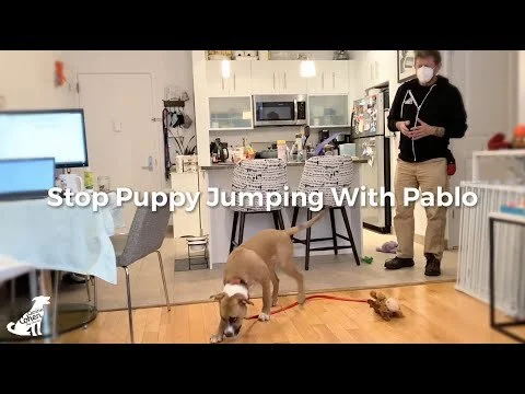 Stop Puppy Jumping With Pablo